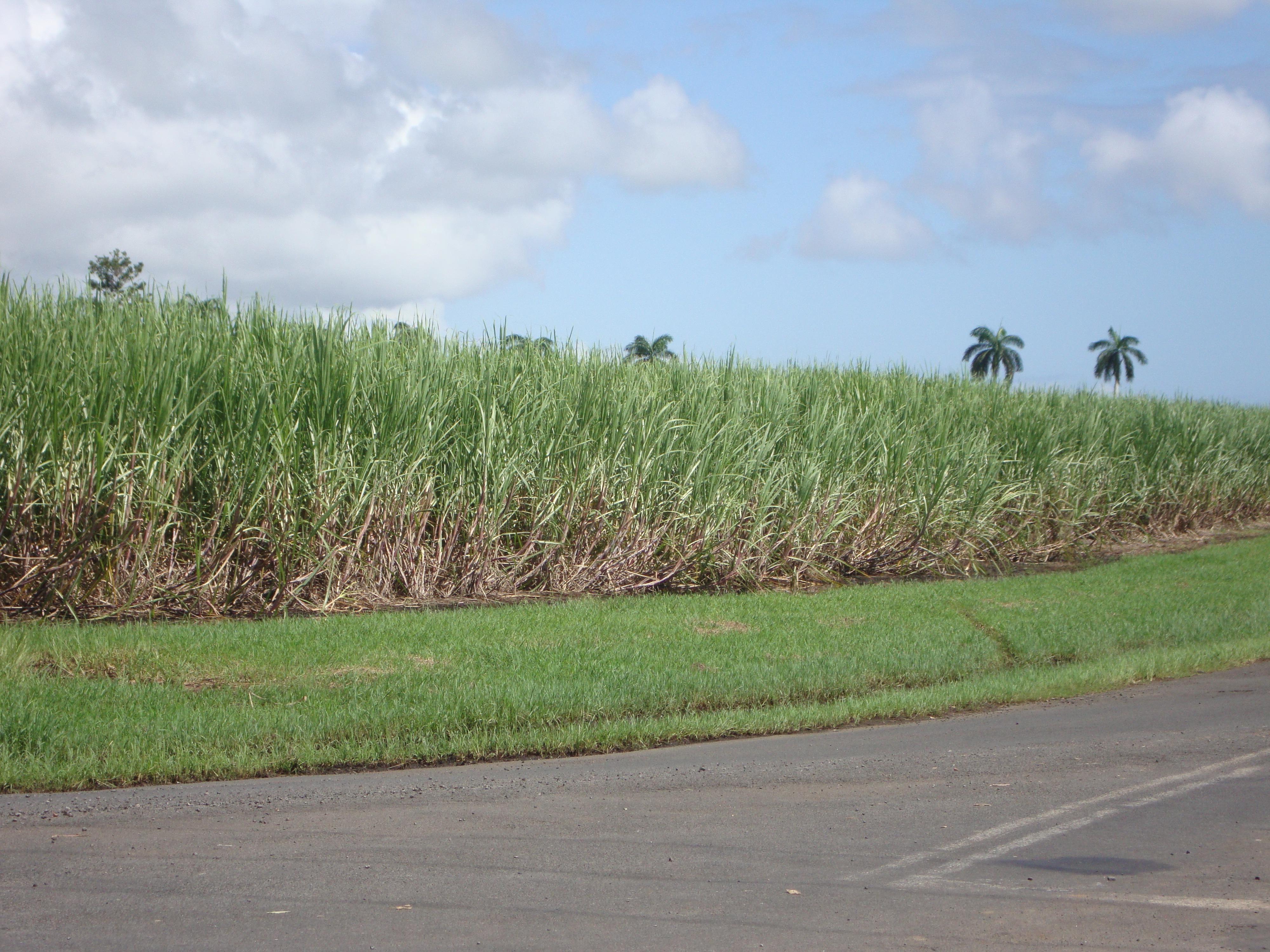 Private: Dominican Countryside Buggy Adventure – Puerto Plata, Dominican Republic
