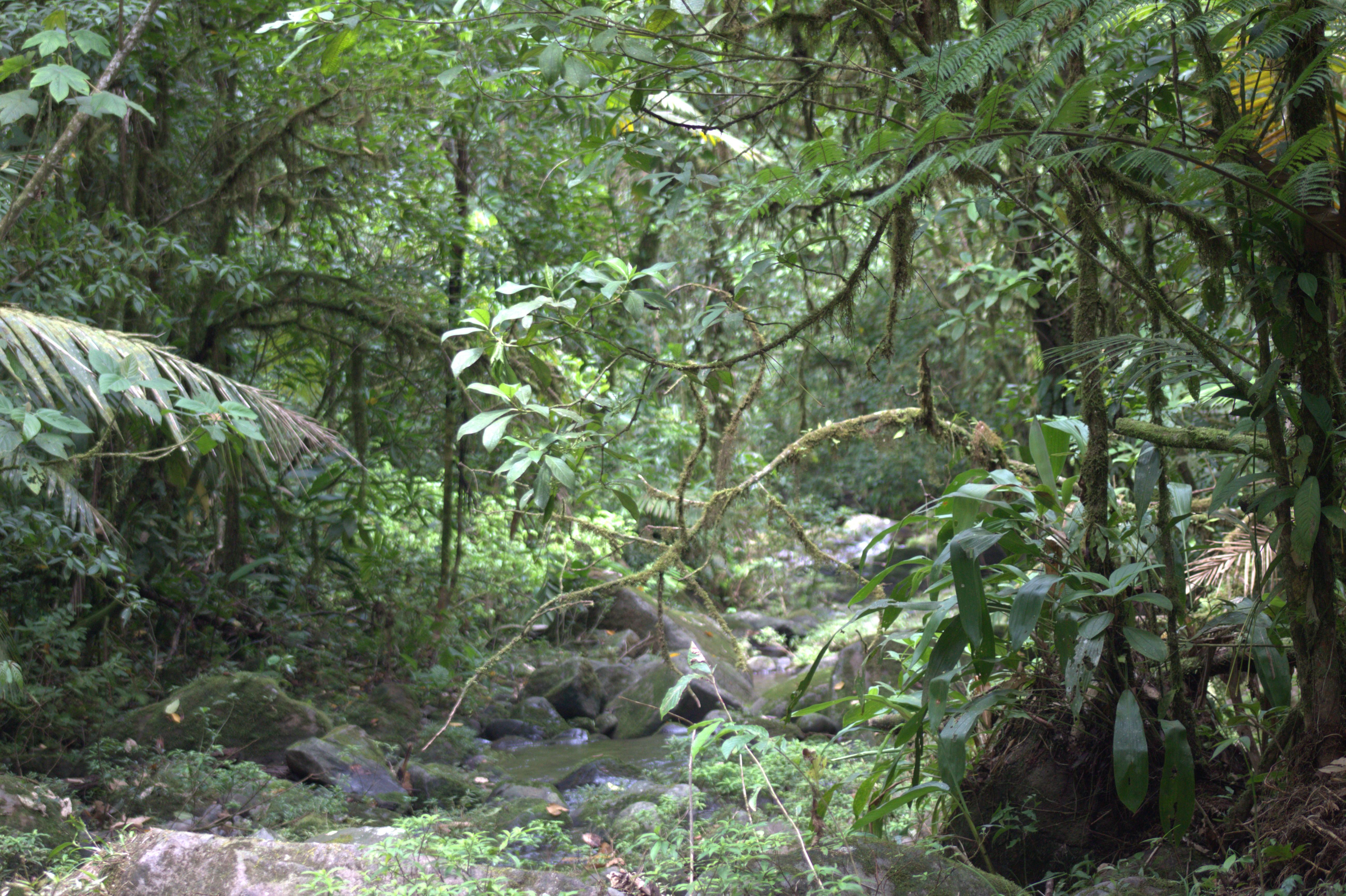 Private Forest Walk – Río Celeste – Río Celeste, Costa Rica