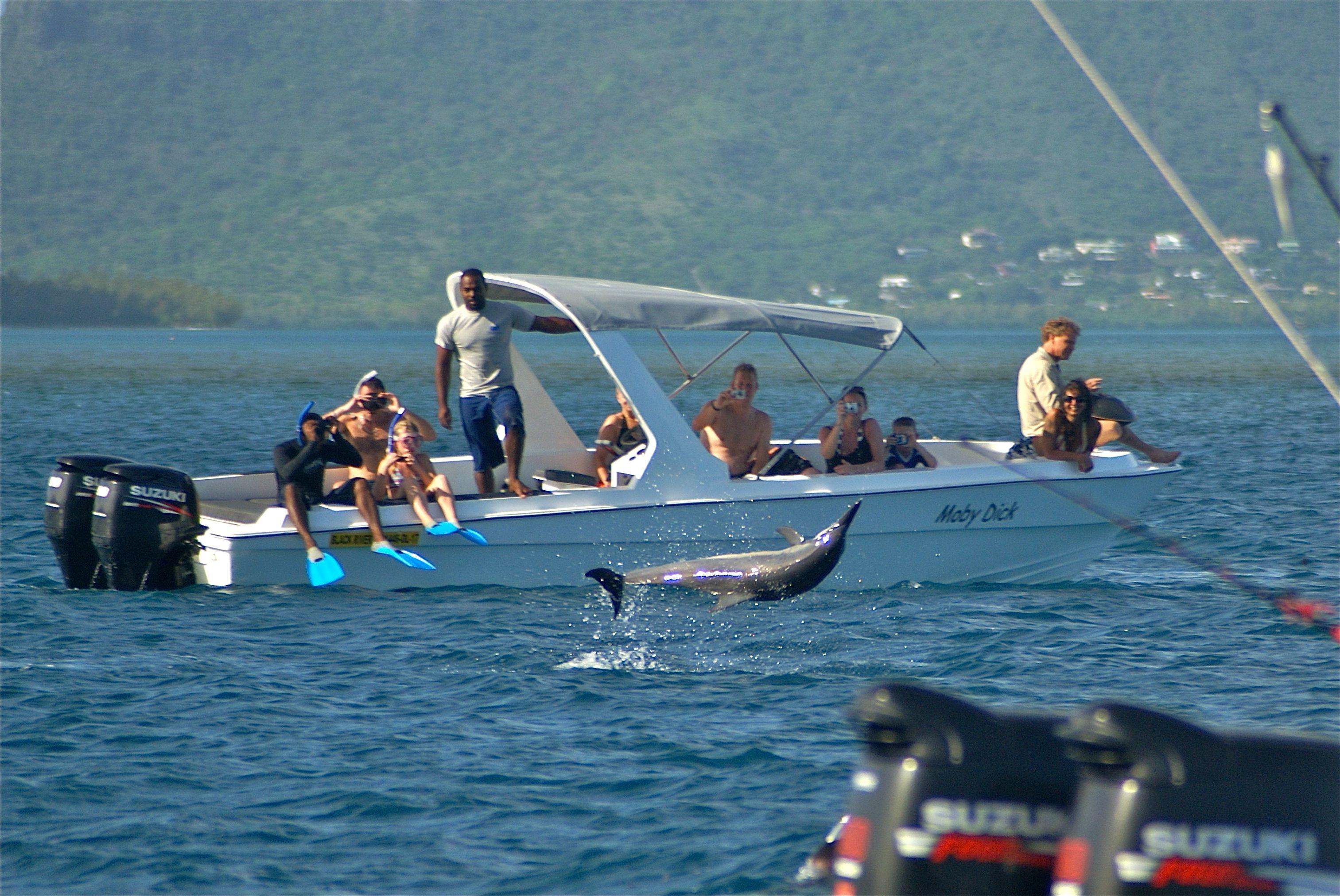 Private: Samana: Bay of Samaná Whale Watching Experience – Samaná Bay, Dominican Republic