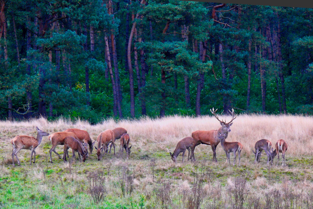 Private Tour Veluwe National Park and Kröller Müller Museum – De Hoge Veluwe National Park, Netherlands
