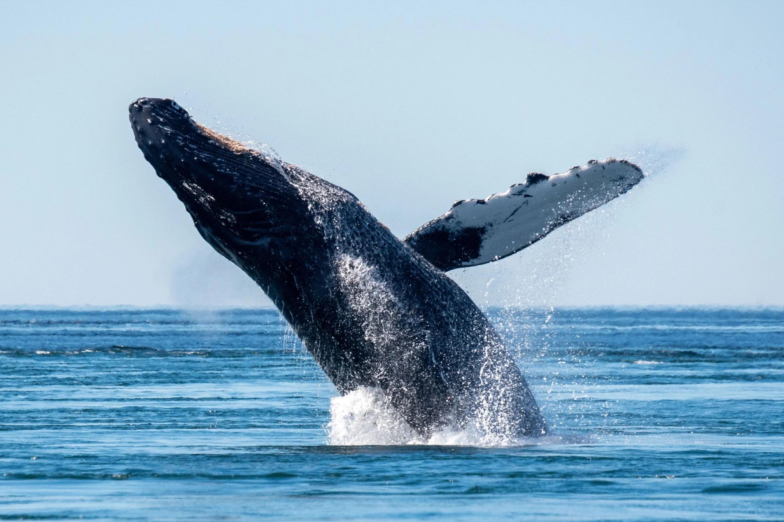 Private: Whale-Watching & Beach Escape from Punta Cana – Punta Cana, Dominican Republic