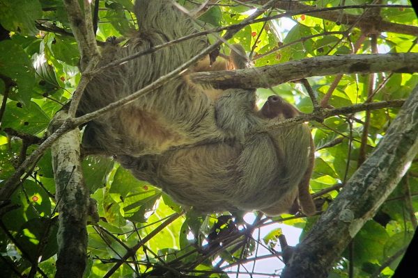 Puerto Jiménez: Corcovado La Leona Full Day with a Typical Lunch – Puntarenas, Costa Rica