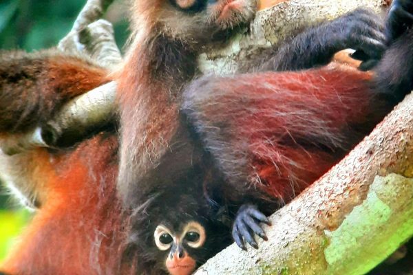 Puerto Jiménez: Private 1-Day Tour to Sirena in Corcovado – Puntarenas, Costa Rica