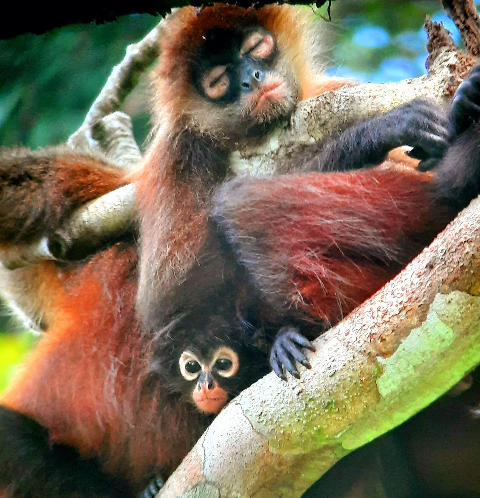 Puerto Jiménez: Private 1-Day Tour to Sirena in Corcovado – Puntarenas, Costa Rica