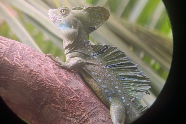 Puerto Limon: Cahuita National Park & Tortuguero Canal – Cahuita, Costa Rica