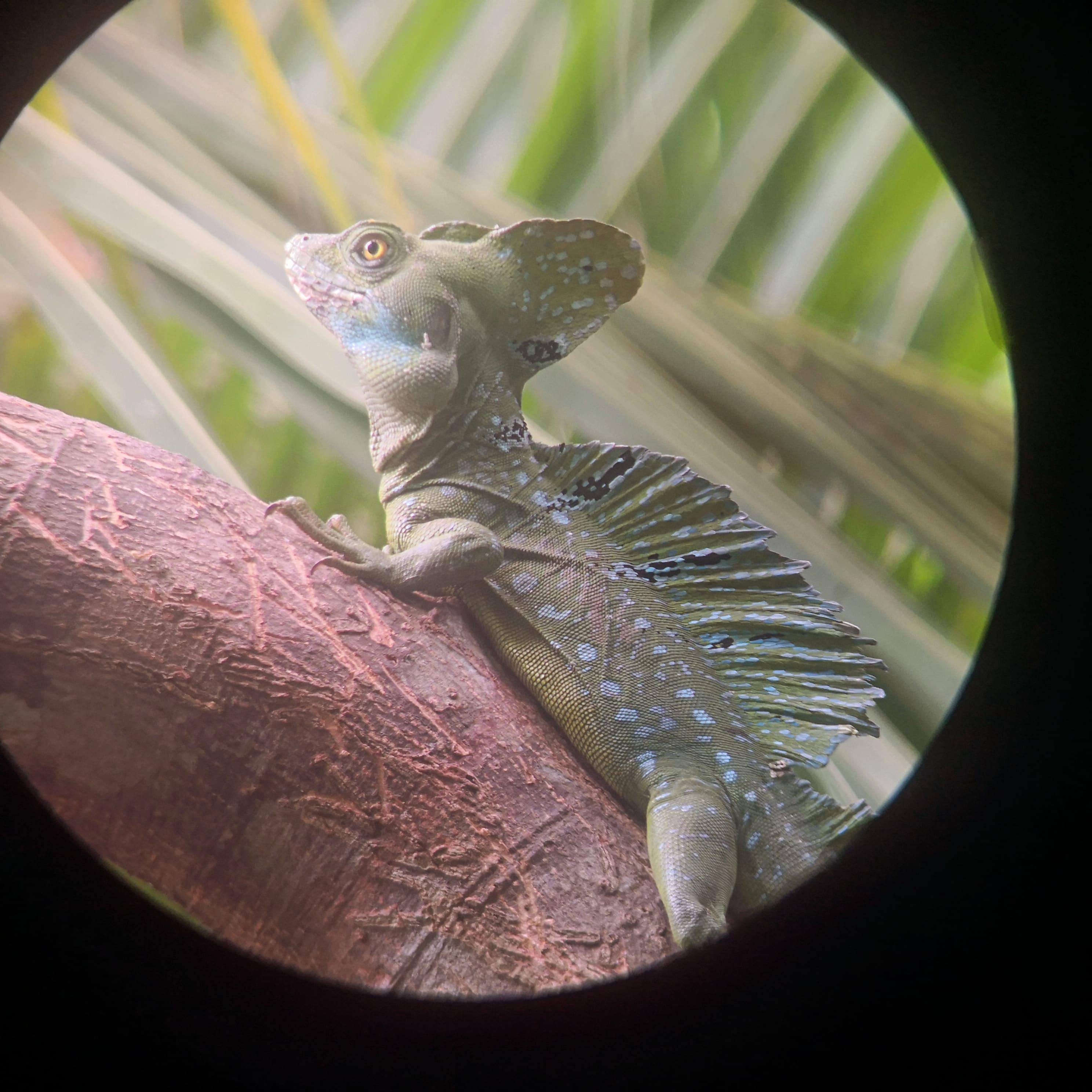 Puerto Limon: Cahuita National Park & Tortuguero Canal – Cahuita, Costa Rica