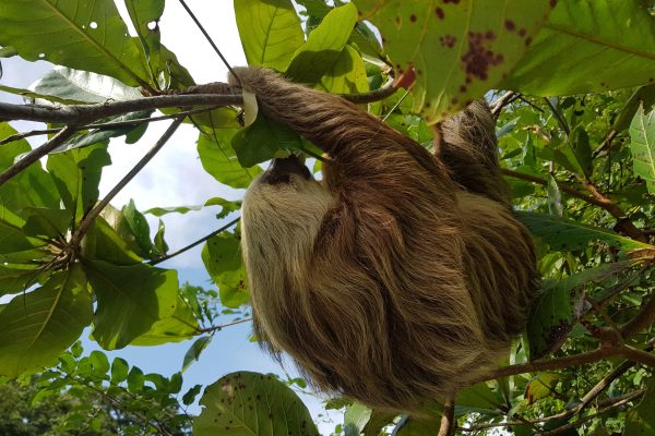 Puerto Limon: City Highlights and Cahuita National Park Tour – Cahuita, Costa Rica