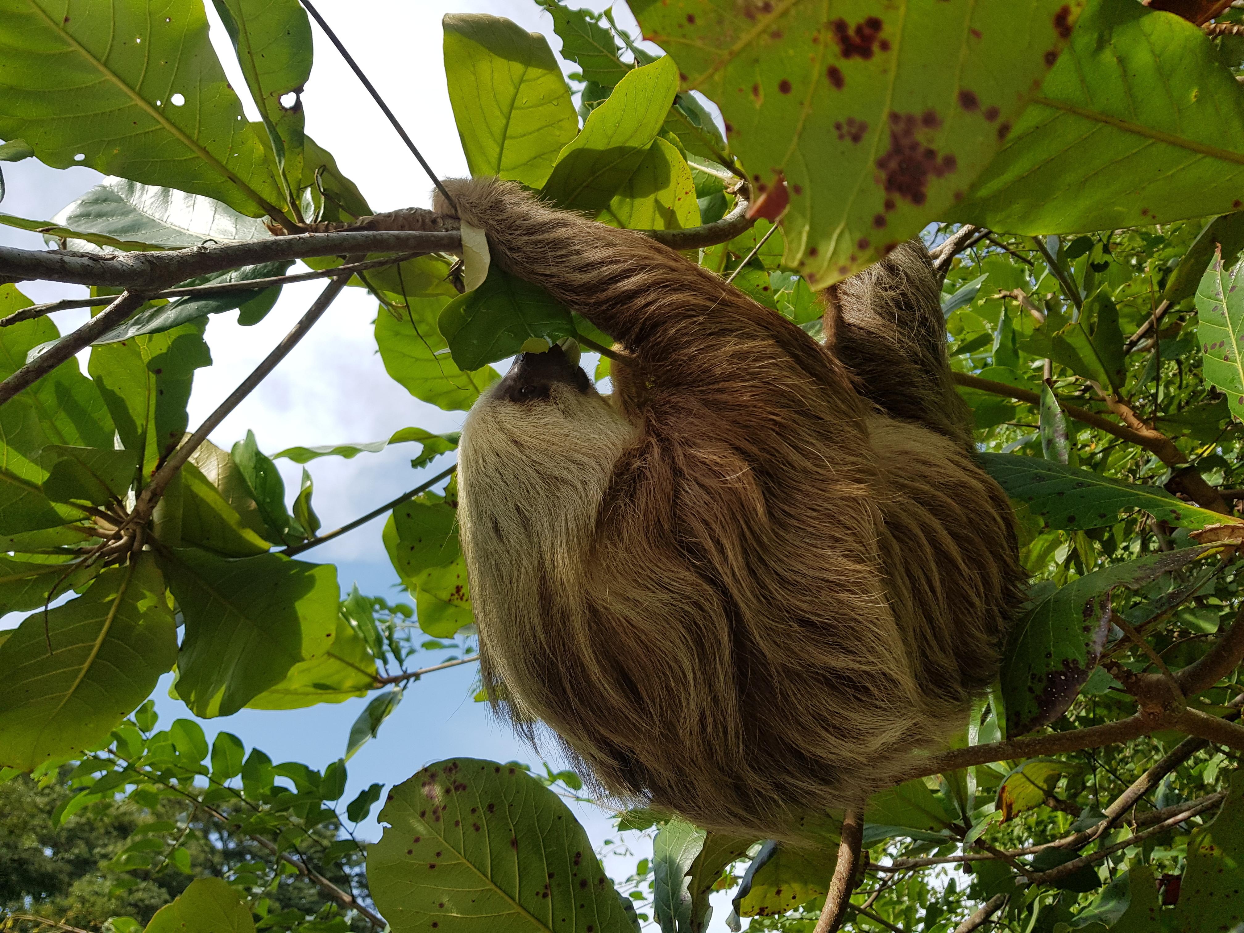 Puerto Limon: City Highlights and Cahuita National Park Tour – Cahuita, Costa Rica