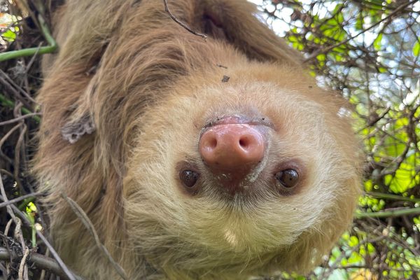 Puerto Limón: Tortuguero, Maratopia, Cahuita, banana plantation, and much more: tour – Puerto Limón, Costa Rica