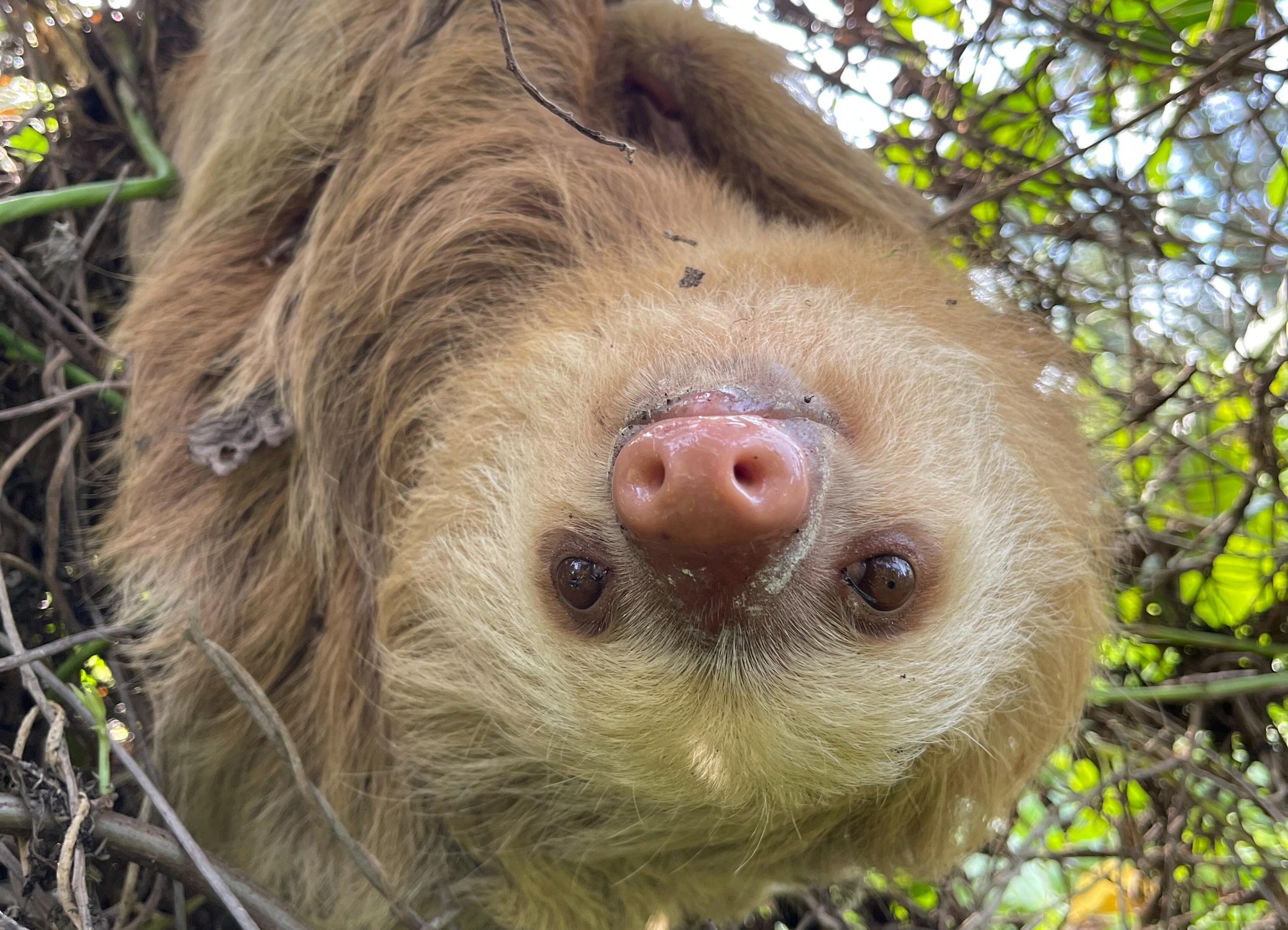 Puerto Limón: Tortuguero, Maratopia, Cahuita, banana plantation, and much more: tour – Puerto Limón, Costa Rica