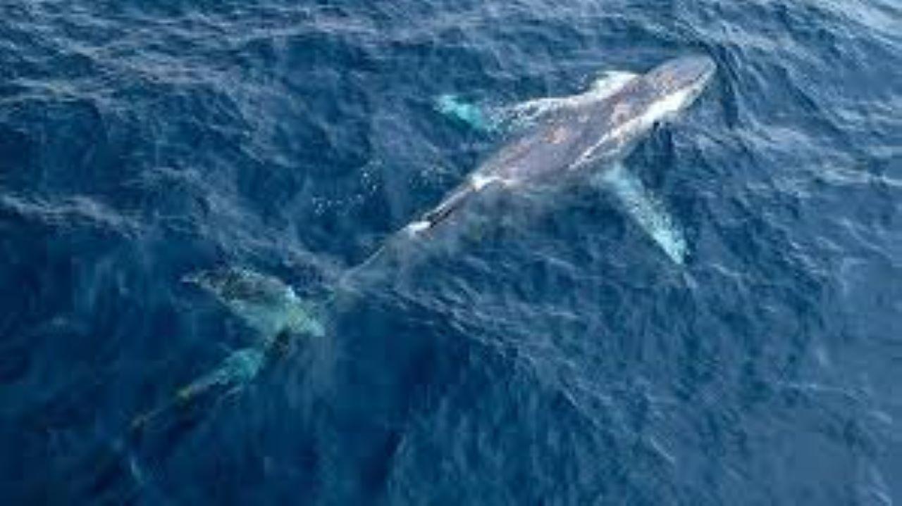 Puerto Plata: Whale Watching & Bacardi Island Day Trip – Puerto Plata, Dominican Republic