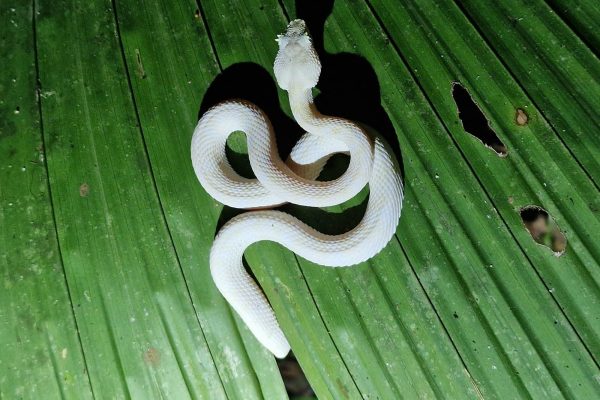 Puerto Viejo & Cahuita: Night Tour in the Caribbean Forest – Gandoca-Manzanillo National Refuge, Costa Rica