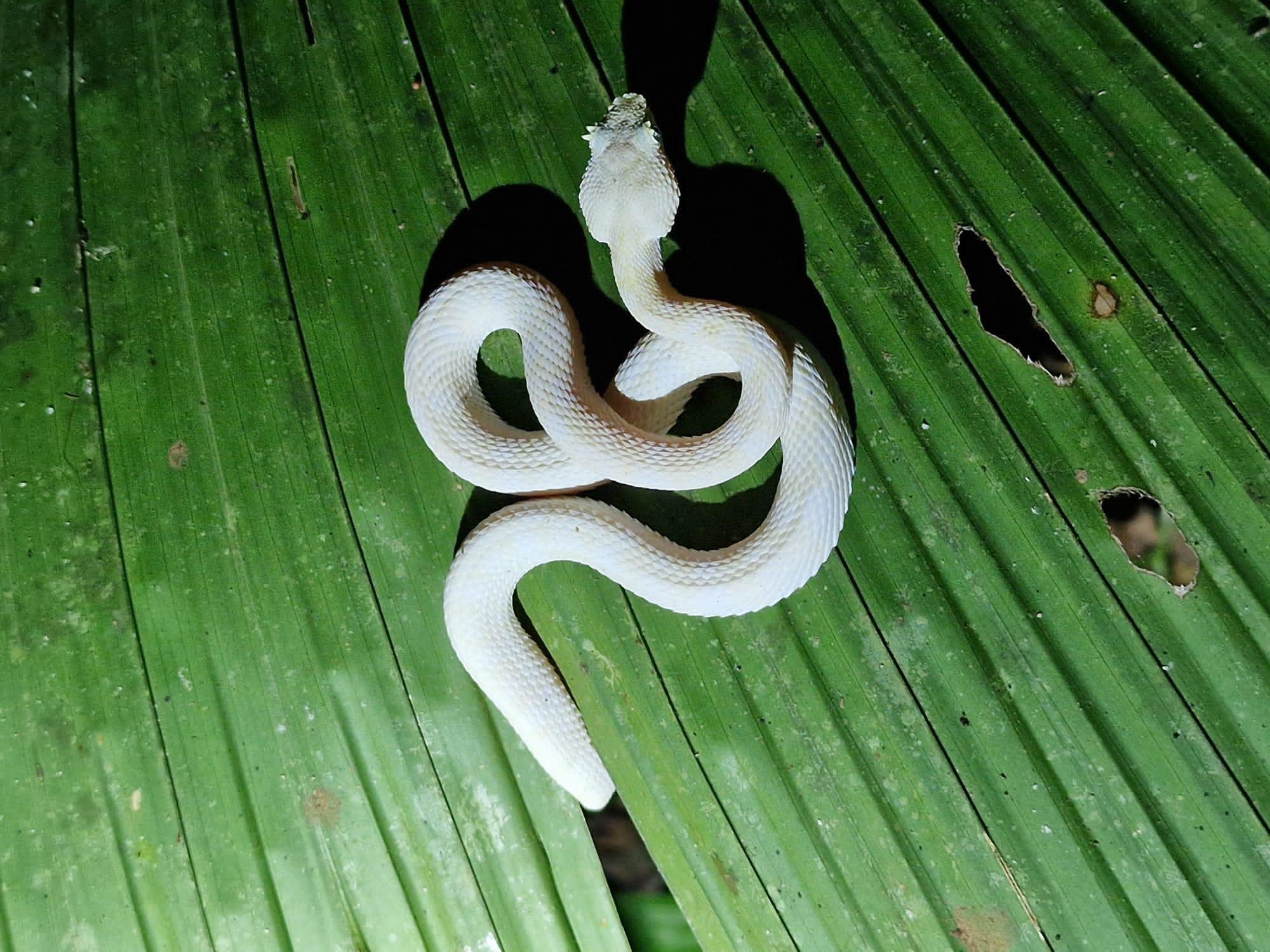 Puerto Viejo & Cahuita: Night Tour in the Caribbean Forest – Gandoca-Manzanillo National Refuge, Costa Rica