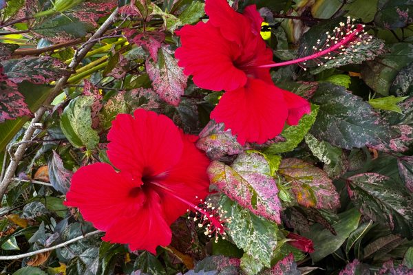 Puerto Viejo: Medicinal and Edible Plant Class – Puerto Viejo de Talamanca, Costa Rica