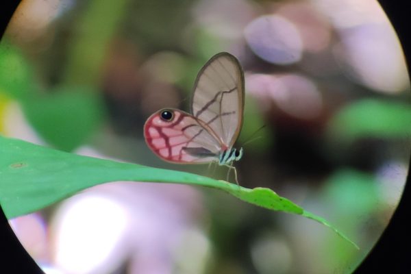 Puerto Viejo Talamanca: Hike through the Gandoca Manzanillo Wildlife Refuge. – Gandoca-Manzanillo National Refuge, Costa Rica