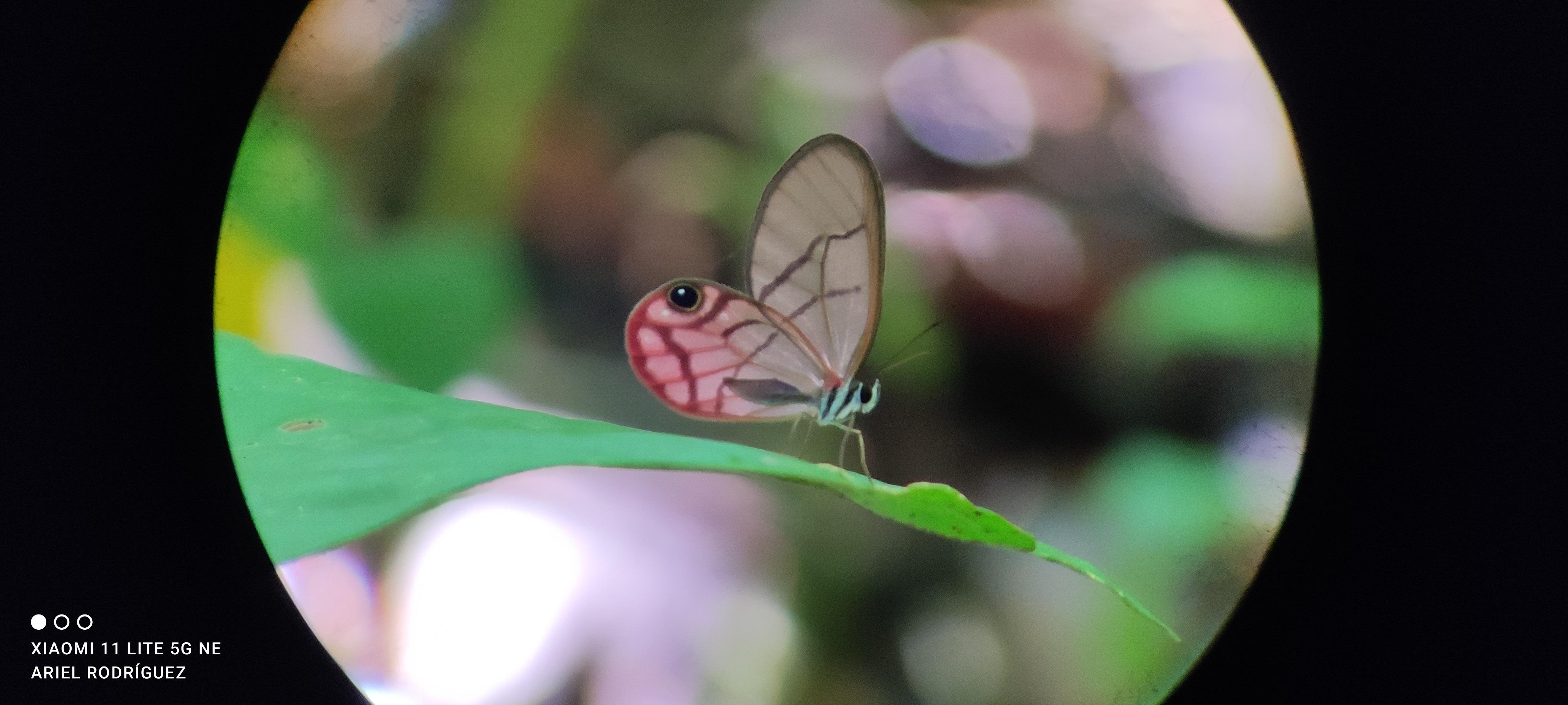 Puerto Viejo Talamanca: Hike through the Gandoca Manzanillo Wildlife Refuge. – Gandoca-Manzanillo National Refuge, Costa Rica