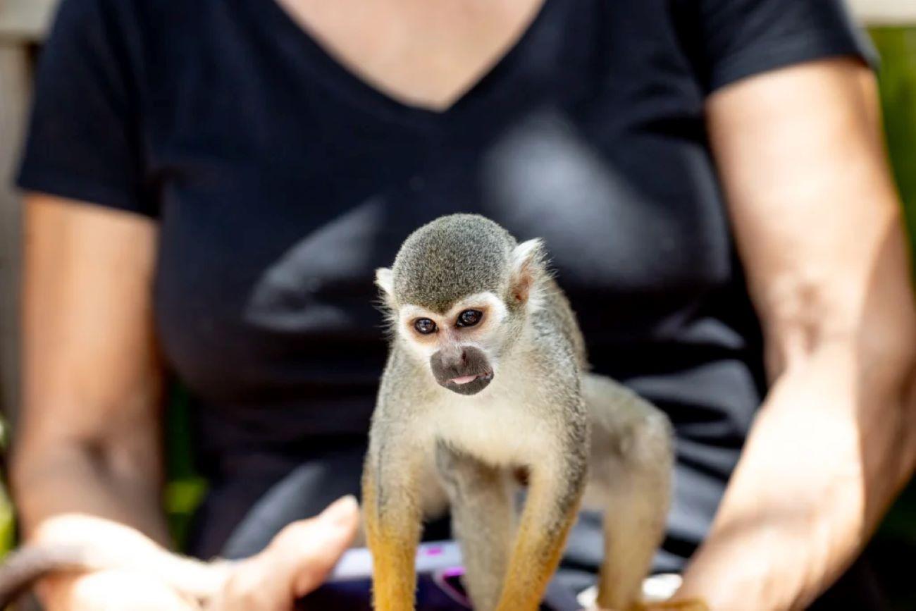 Punta Cana: Monkeyland Half-Day Tour with Snacks and Guide – Punta Cana, Dominican Republic