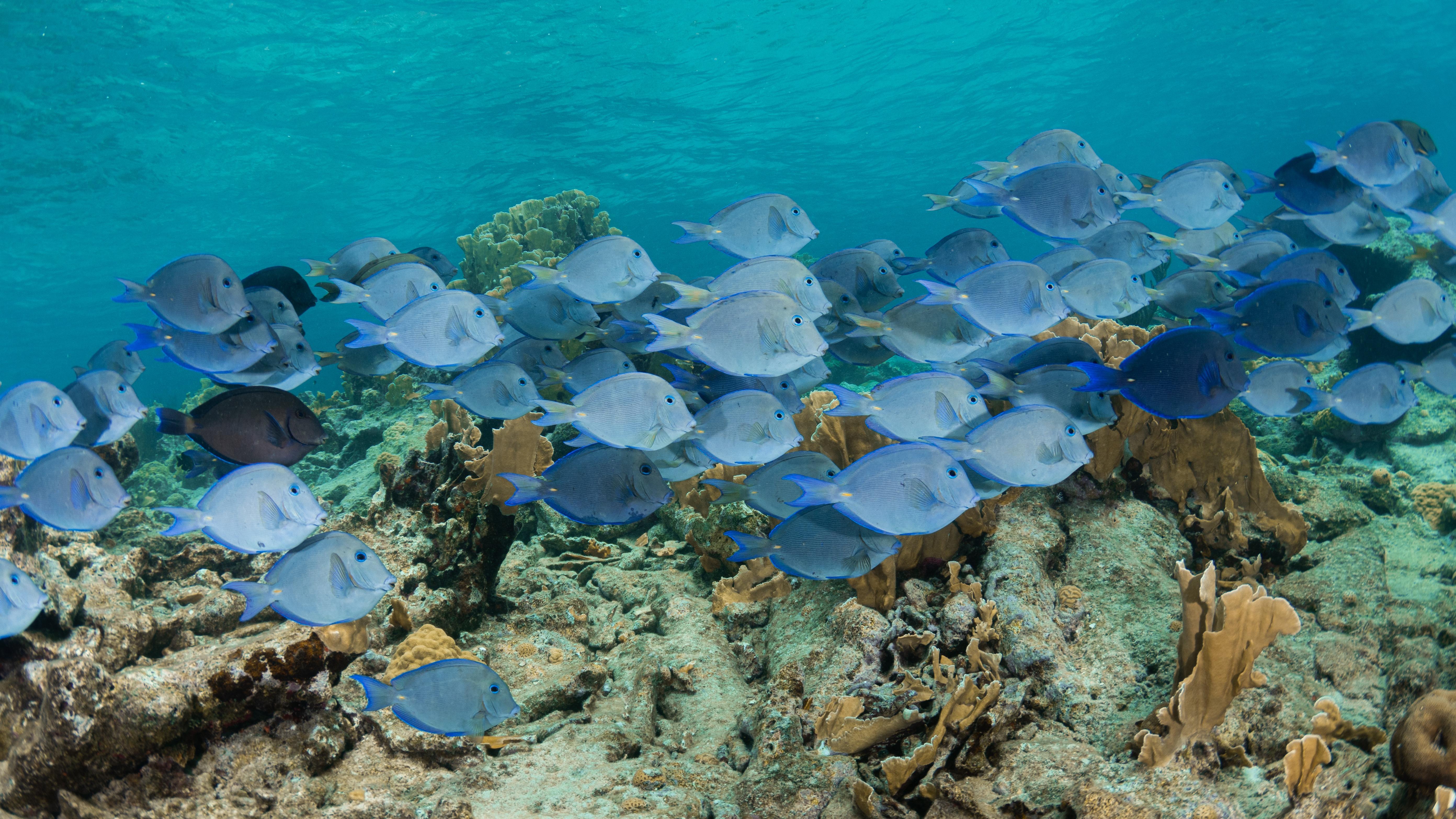 Punta Cana: Private Catalina Island Snorkeling Trip with – Punta Cana, Dominican Republic