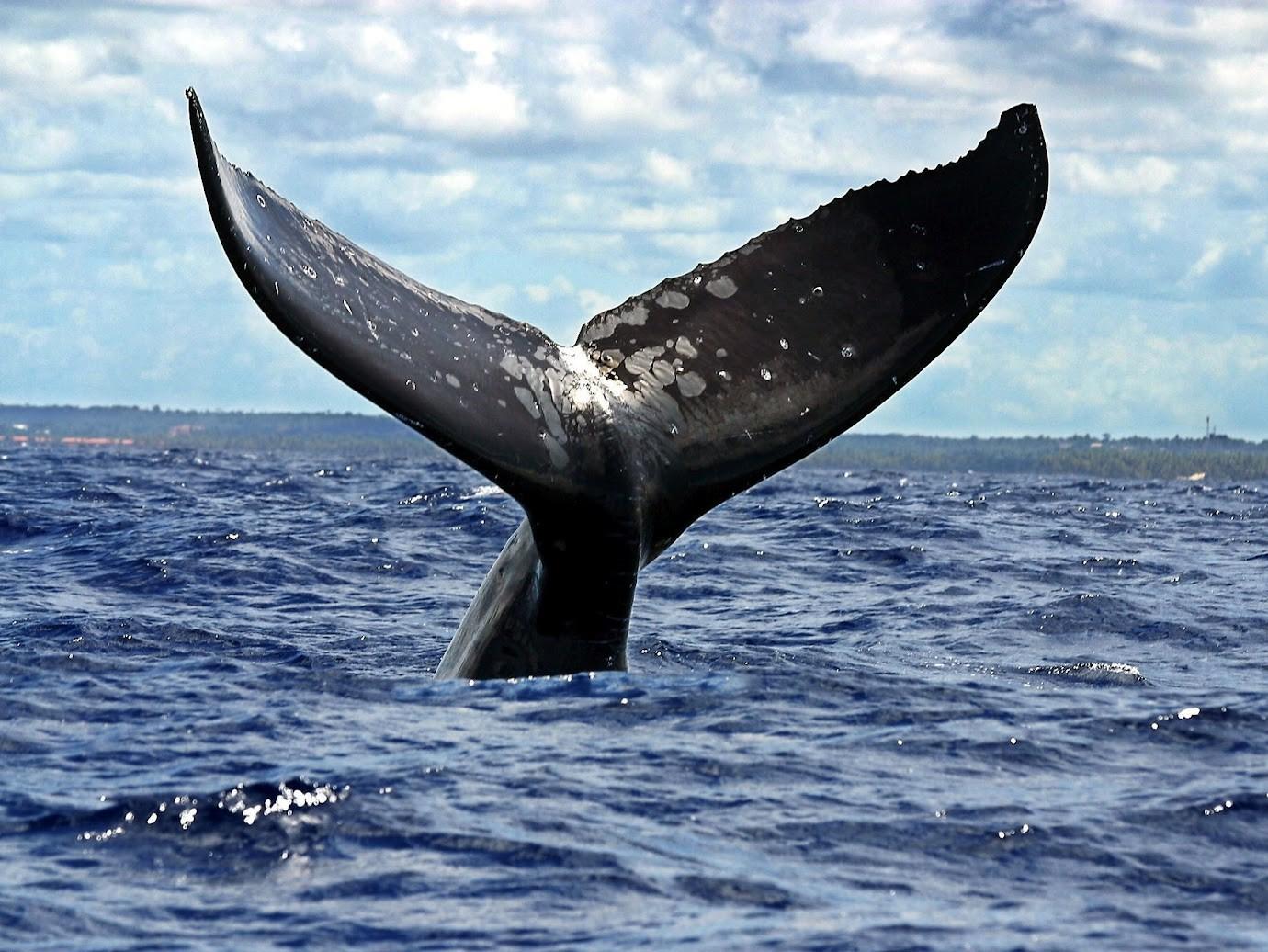Punta Cana: Private Whale Watching Tour with Drinks – Punta Cana, Dominican Republic
