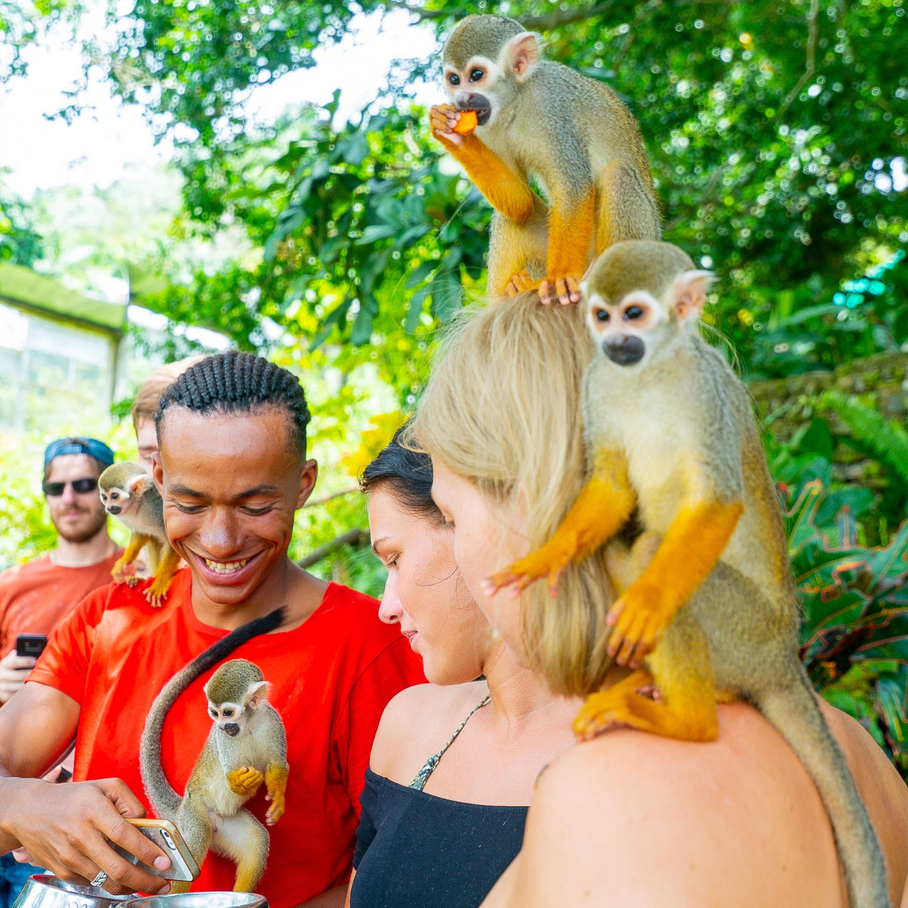 Punta Cana: Tour Aventura con Monos con Recogida en el Hotel – Punta Cana, Dominican Republic