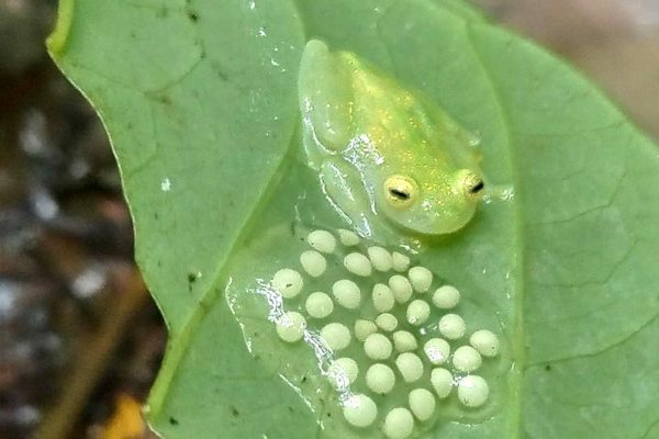 Puntarenas: Rainmaker Park Guided Tour with Lunch – Parrita, Costa Rica