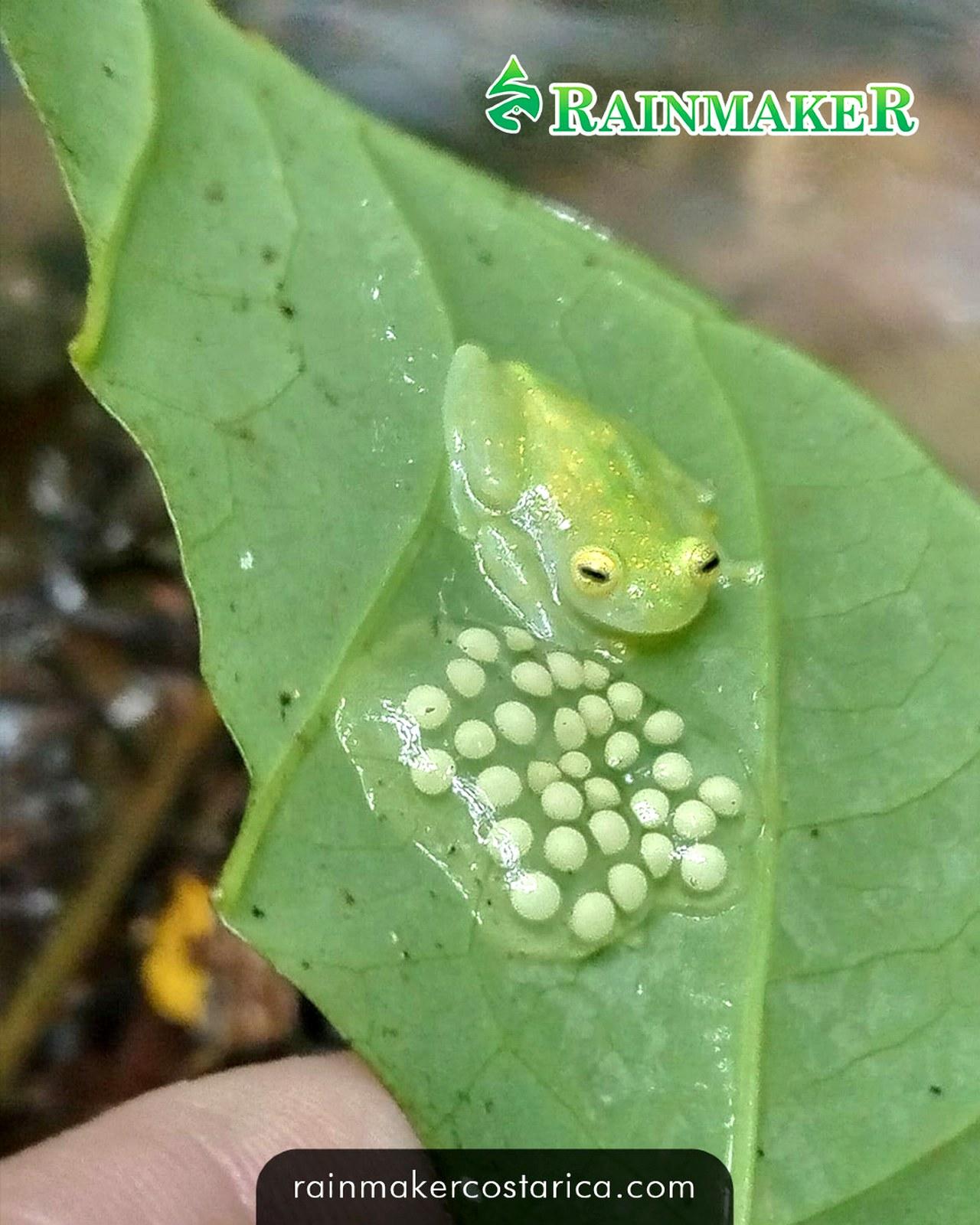 Puntarenas: Rainmaker Park Guided Tour with Lunch – Parrita, Costa Rica