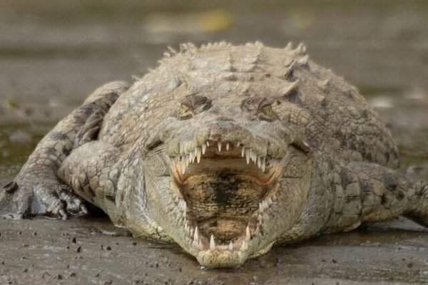 Puntarenas: Wildlife and River Safari Excursion – River Tarcoles, Costa Rica