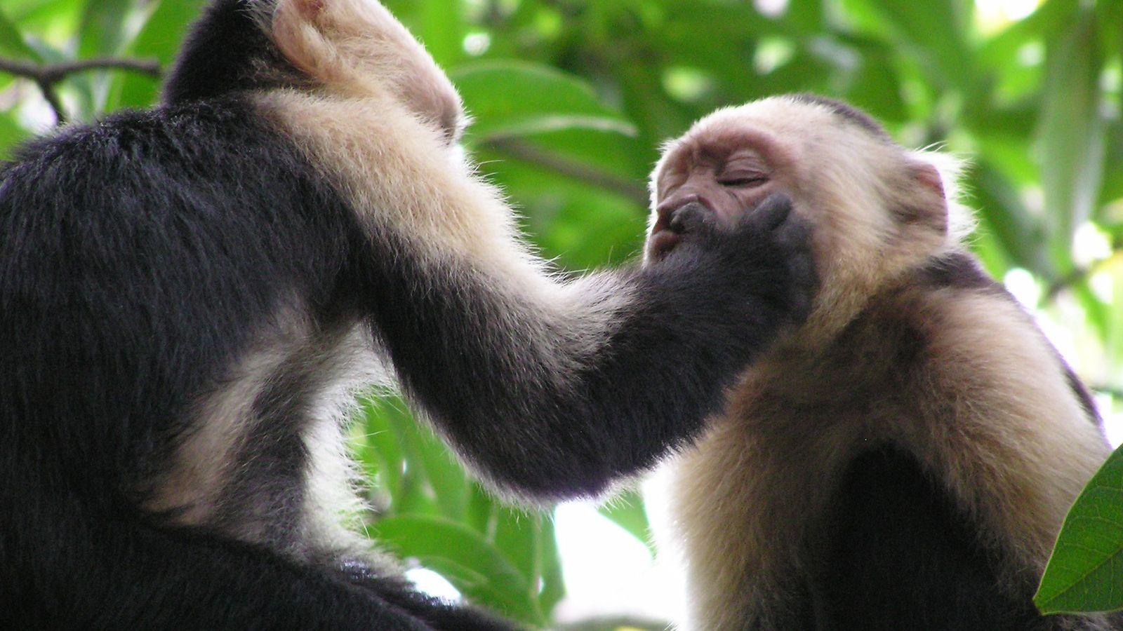 Quepos Costa Rica: Mangrove Monkey Tour – Quepos, Costa Rica