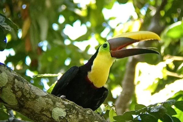Quepos: Manuel Antonio National Park Guided Tour – Manuel Antonio National Park, Costa Rica