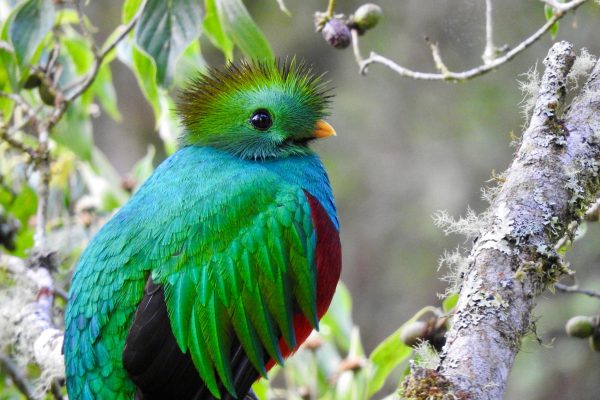 Quetzal: Costa Rica Birdwatching Experience – Los Quetzales – Los Quetzales National park, Costa Rica