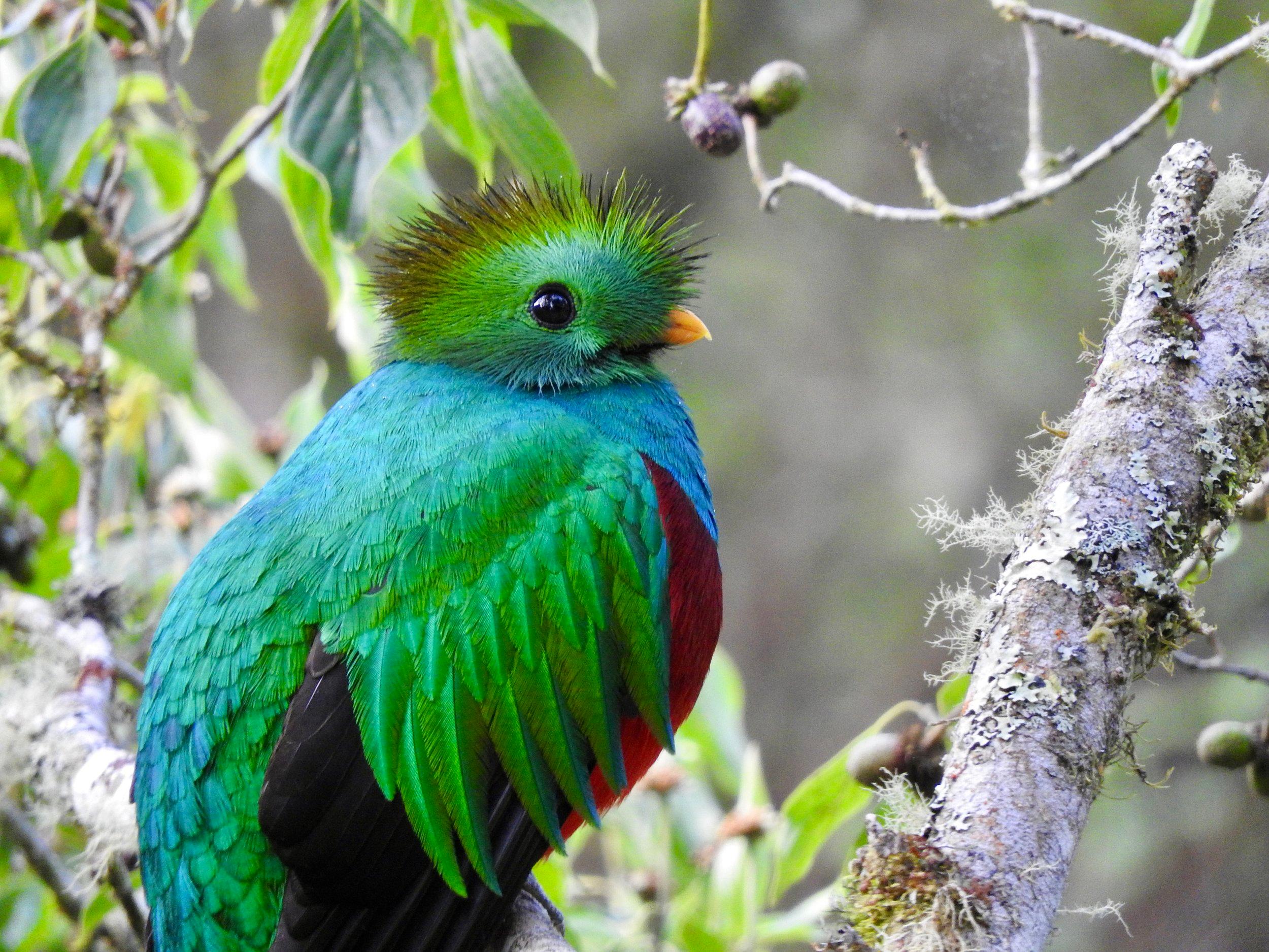 Quetzal: Costa Rica Birdwatching Experience – Los Quetzales – Los Quetzales National park, Costa Rica