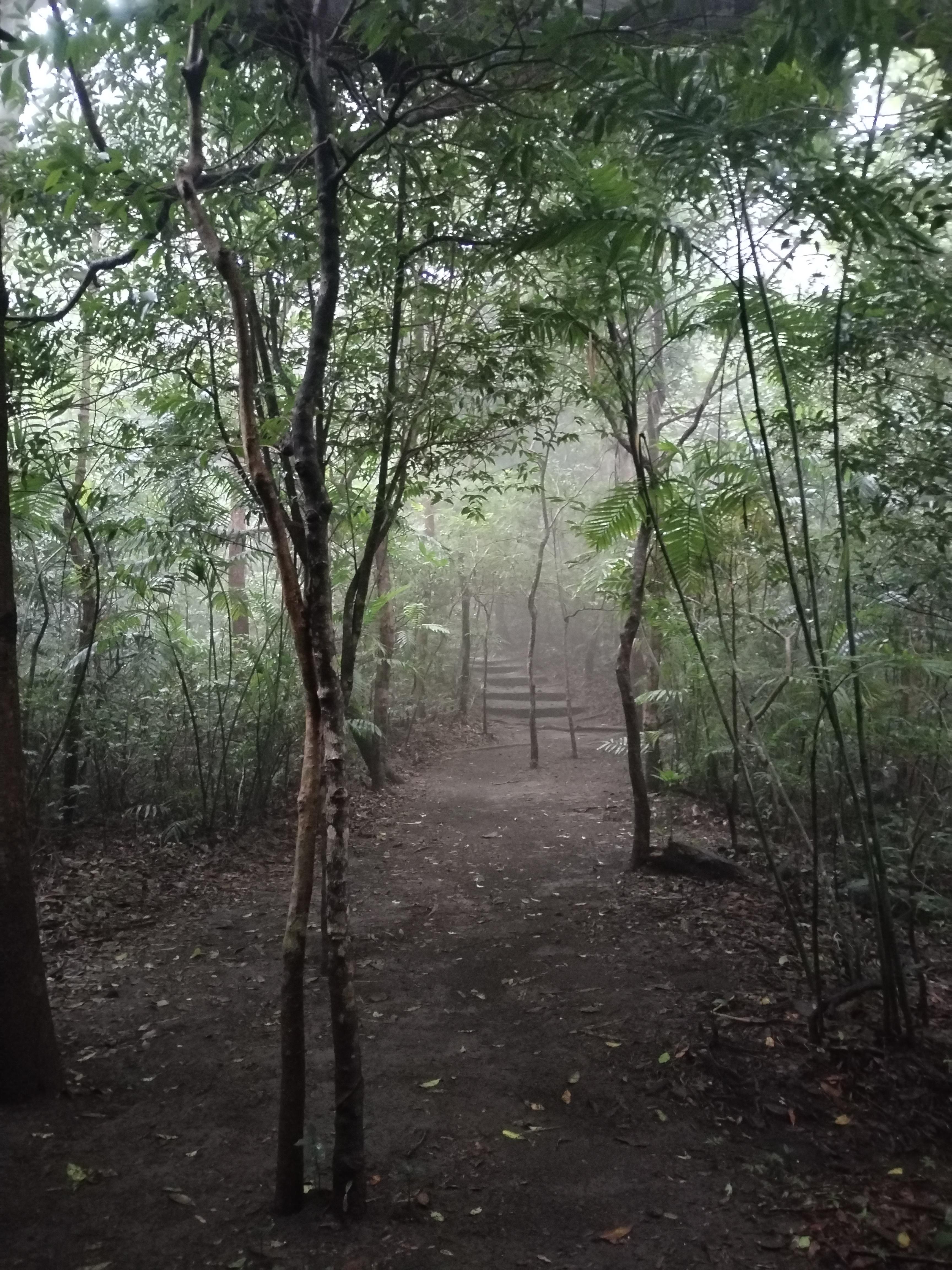 Rainforest Night walk thought the Tapir Home – Tenorio Volcano National Park, Costa Rica