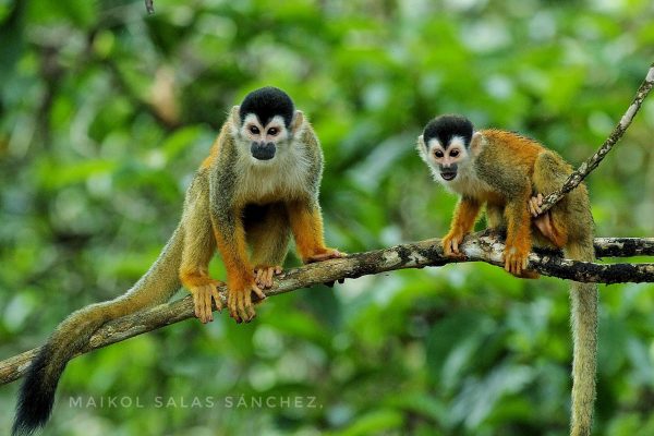 Rancho Piro: Guided Wildlife Photography Tour – Puerto Jiménez, Costa Rica