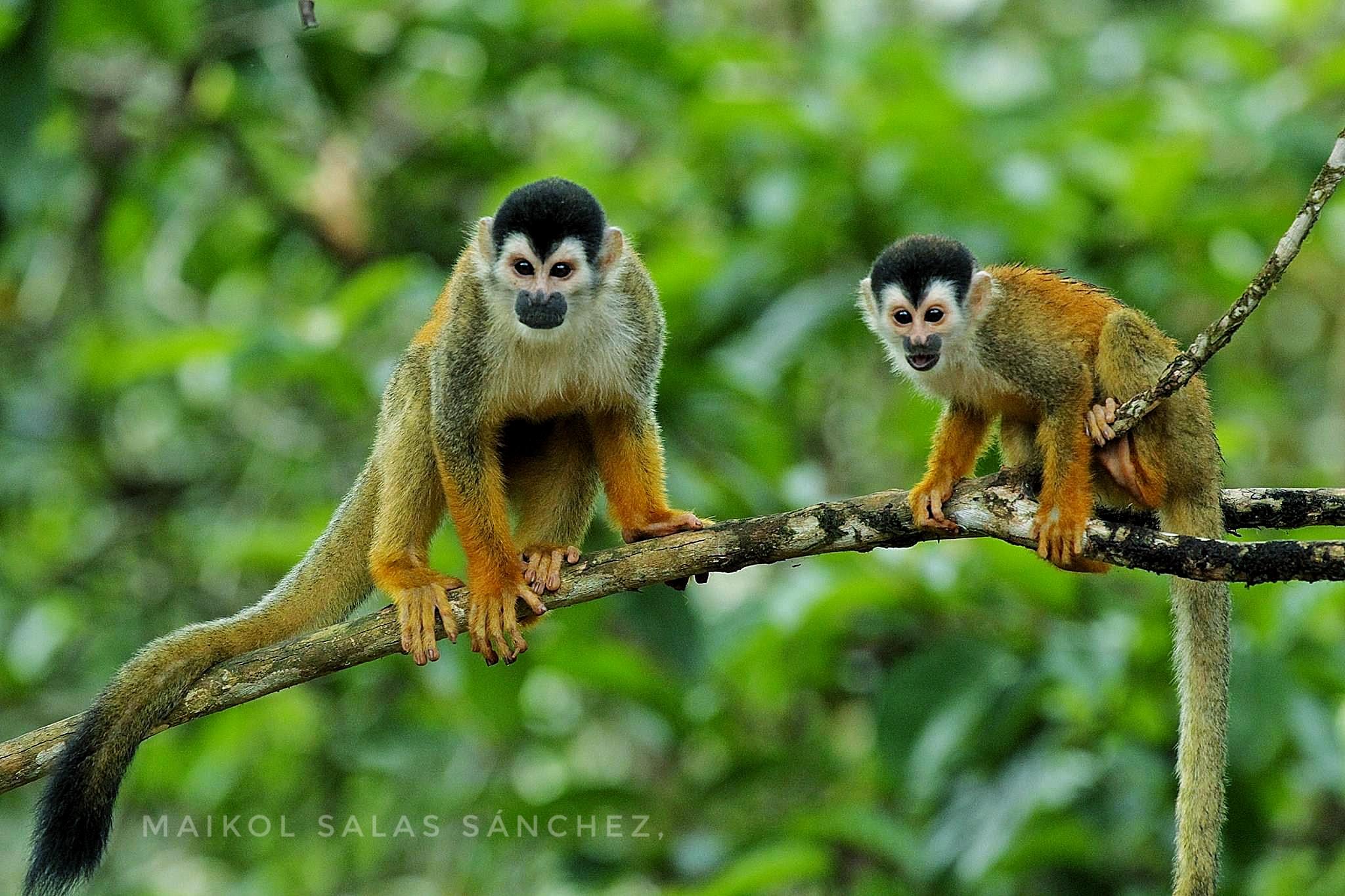 Rancho Piro: Guided Wildlife Photography Tour – Puerto Jiménez, Costa Rica