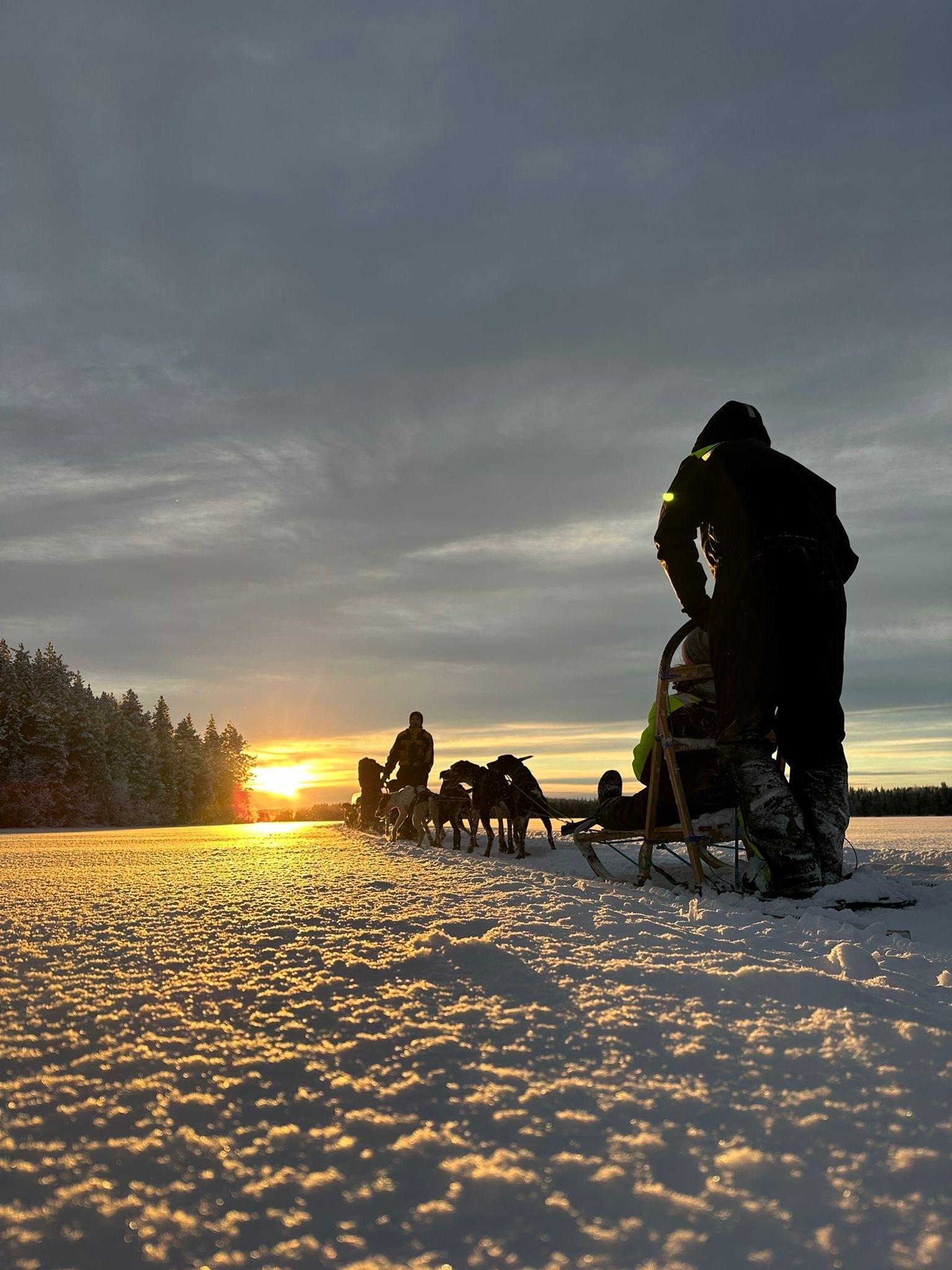 Råneå: Self-drive Dog sled trip through picturesque Lapland – Luleå, Sweden