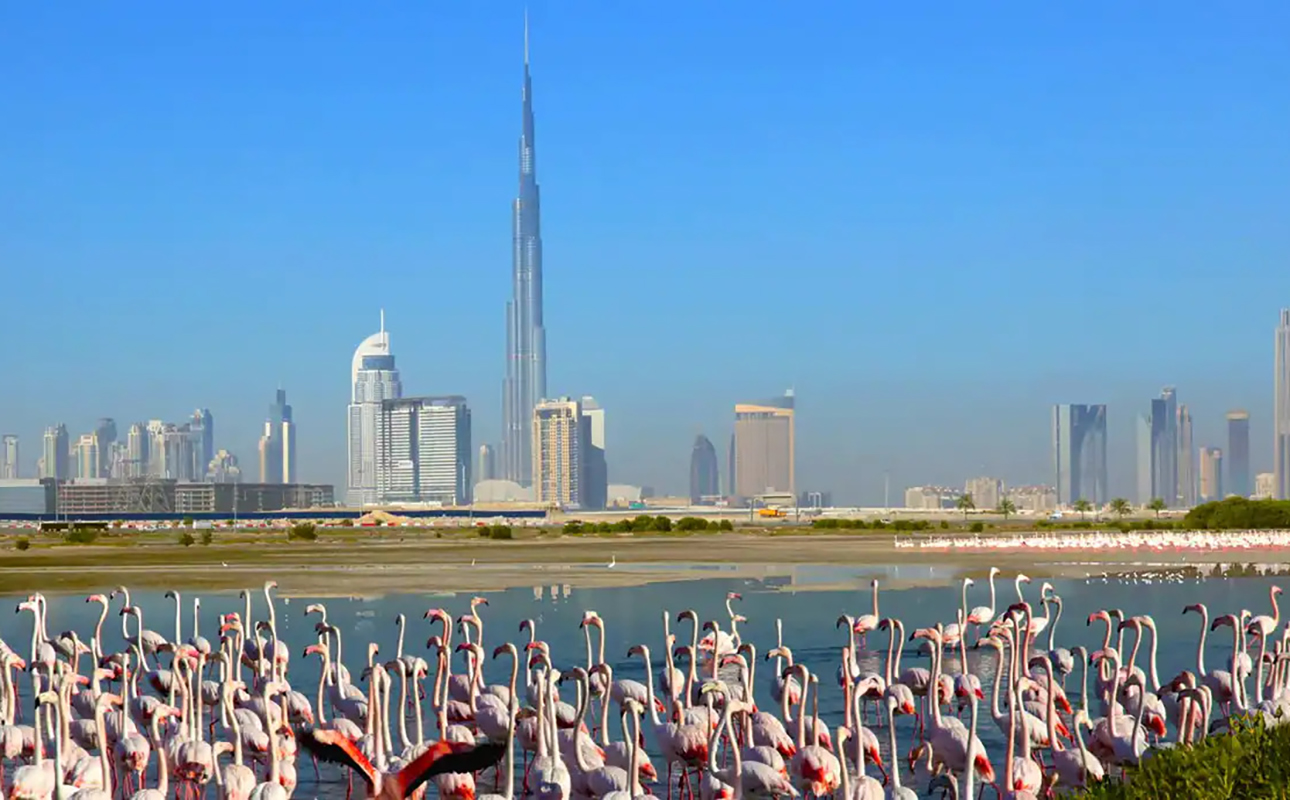 Ras Al Khor Wildlife Sanctuary with Dubai City Tour – Dubai, United Arab Emirates