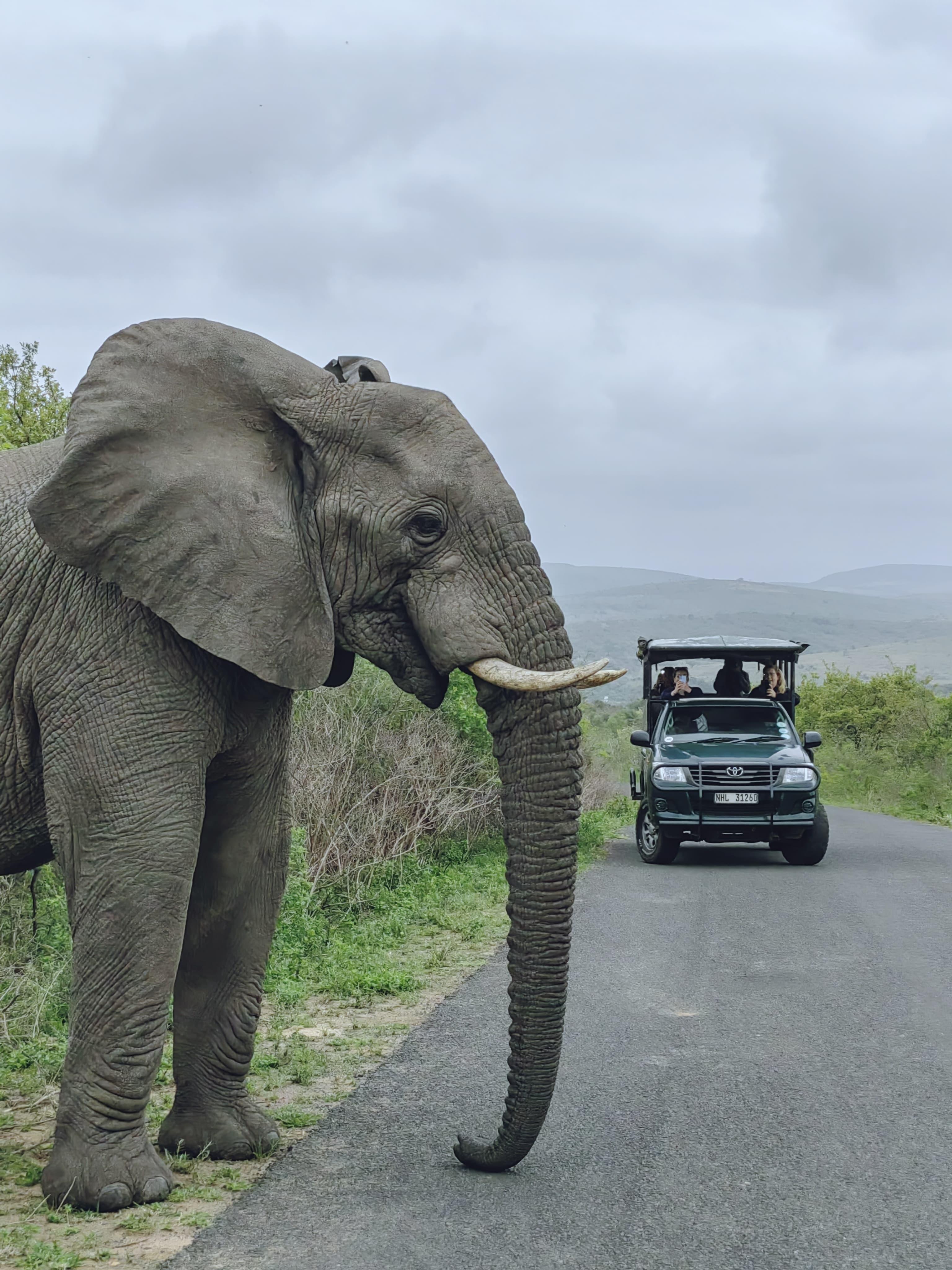 Richards Bay: Hluhluwe Imfolozi Game Reserve Safari Tour – The Big 5 Hlabisa Municipality, South Africa