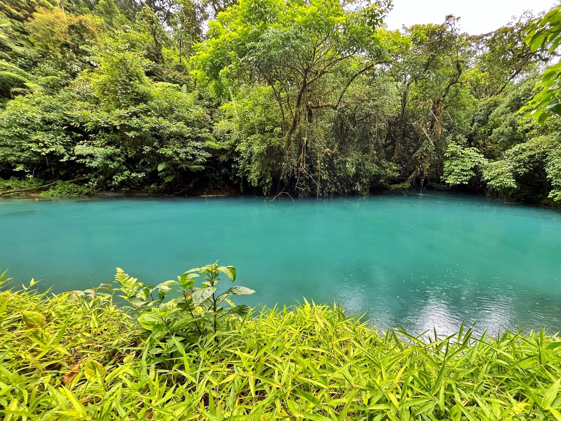 Rio Celeste: Rainforest, Sloths and Wildlife. – Tenorio Volcano National Park, Costa Rica