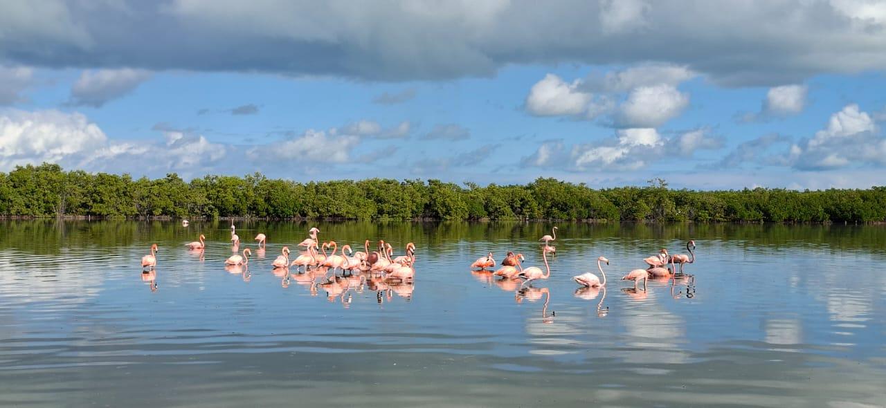 Río Lagartos & Las Coloradas Boat Tour: Flamingos, Mangroves – Río Lagartos, Mexico