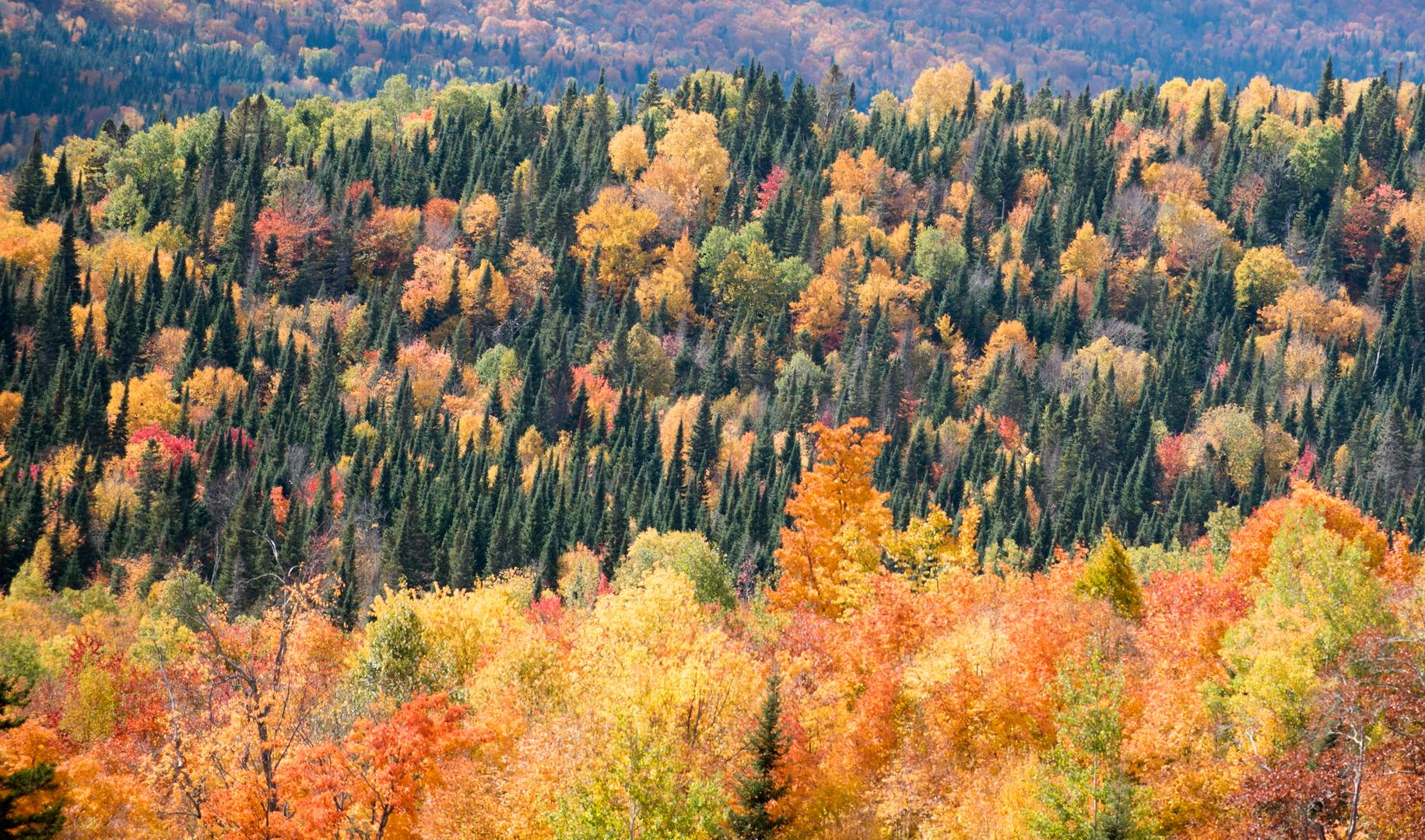River Ziplines – Nature Tours – Mont-Tremblant, Canada