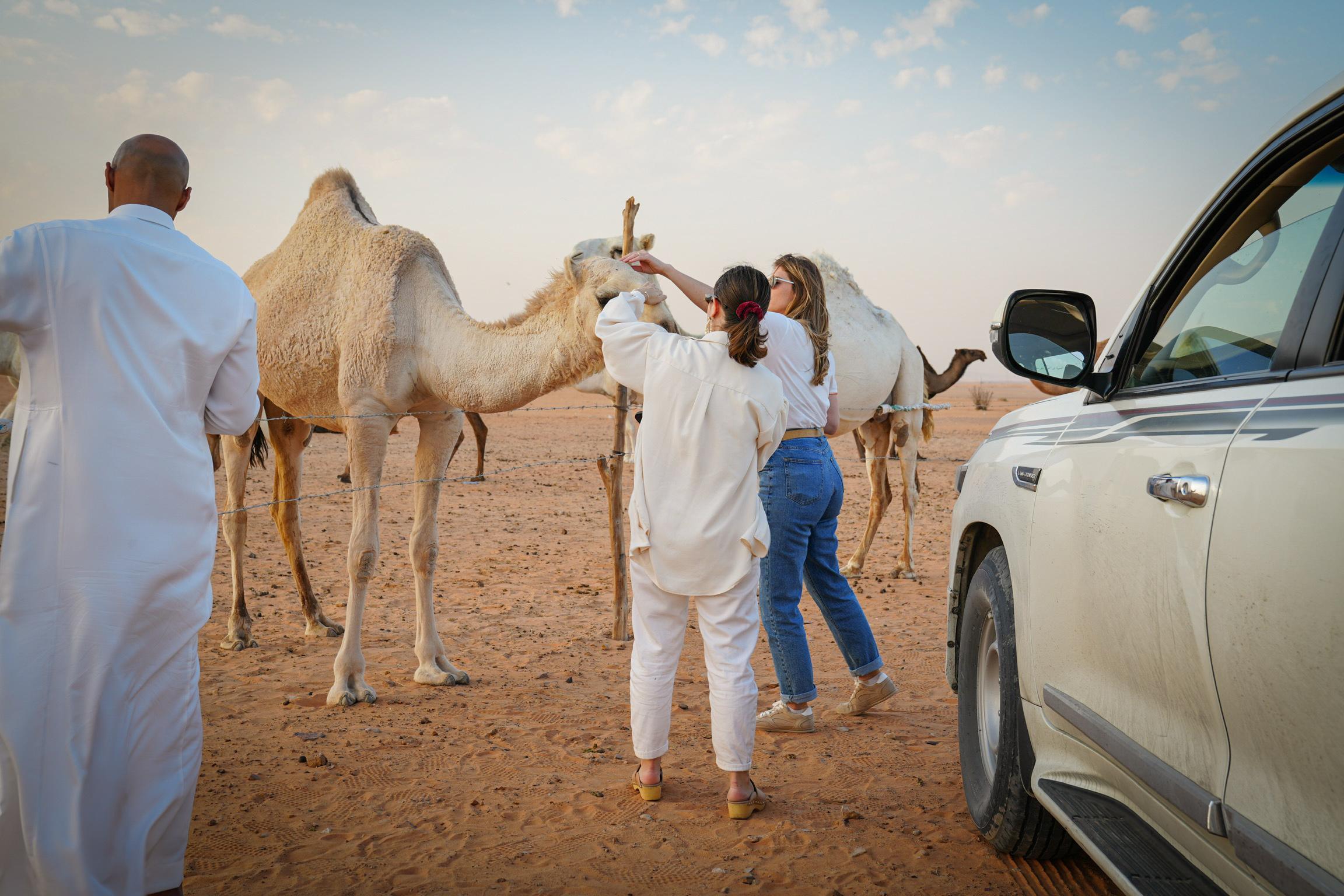 Riyadh: Camel Farm Visit in Heart Of The Desert – Saudi Arabia