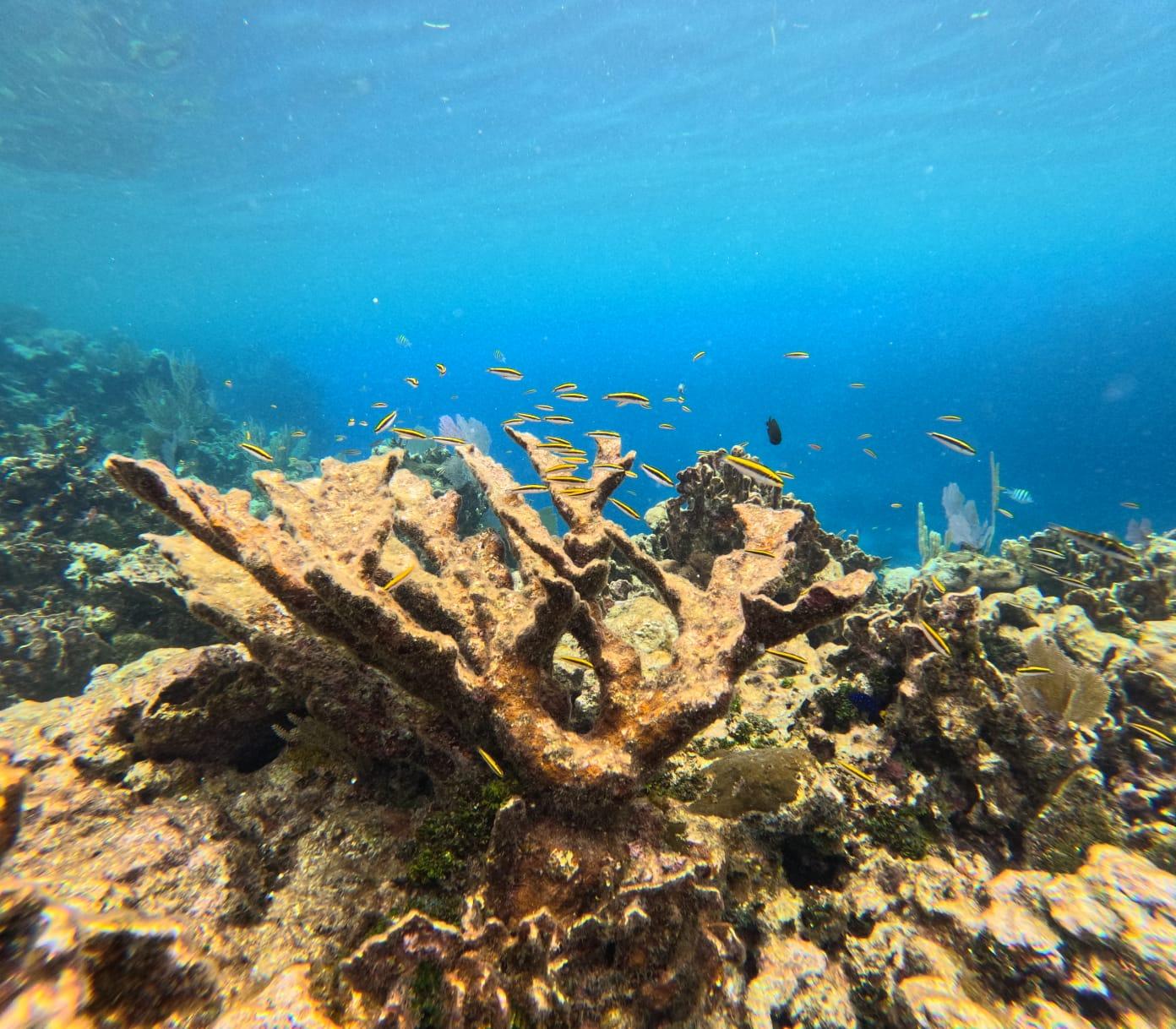Roatán: 1-Hour Snorkeling Tour with Beach Access – Honduras