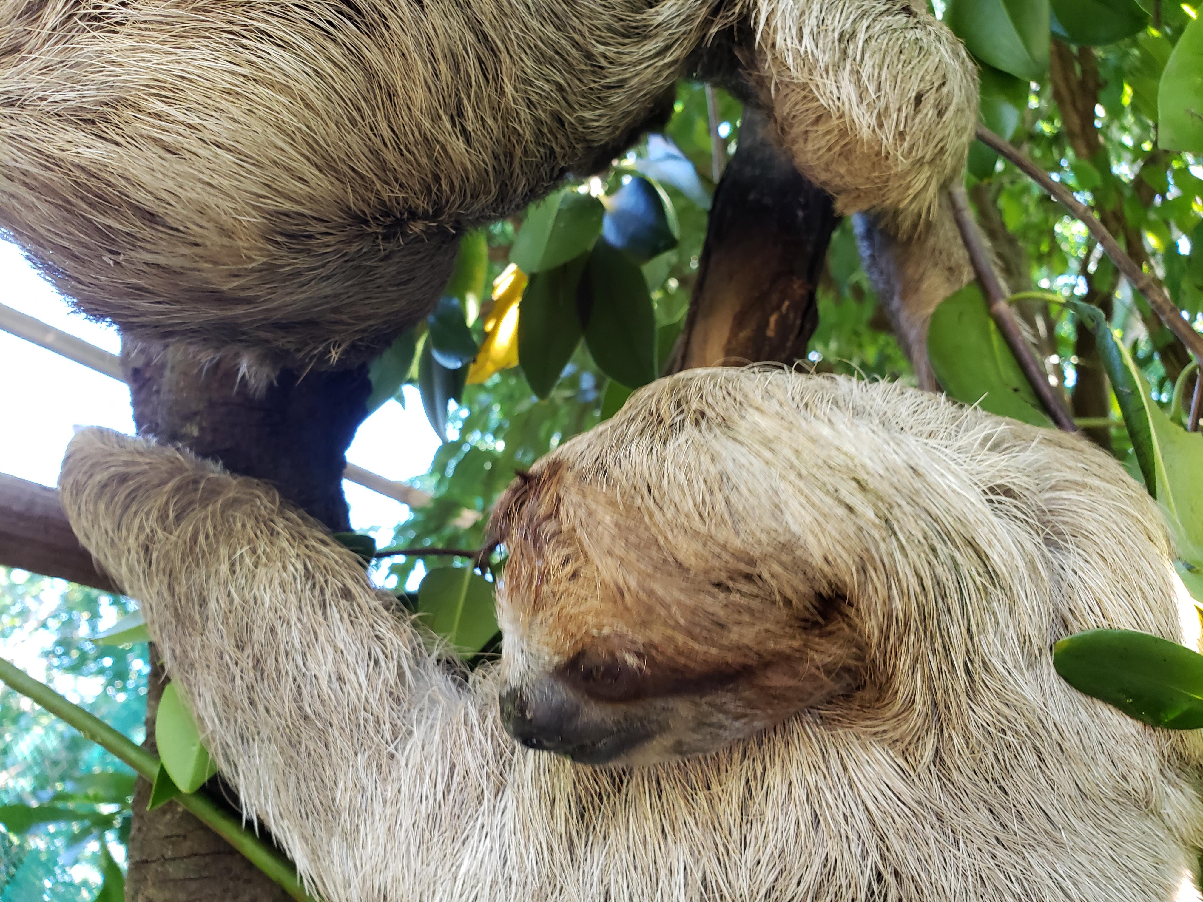 Roatan Excursion: Monkey’s and Sloth Snorkel Adventure – Honduras