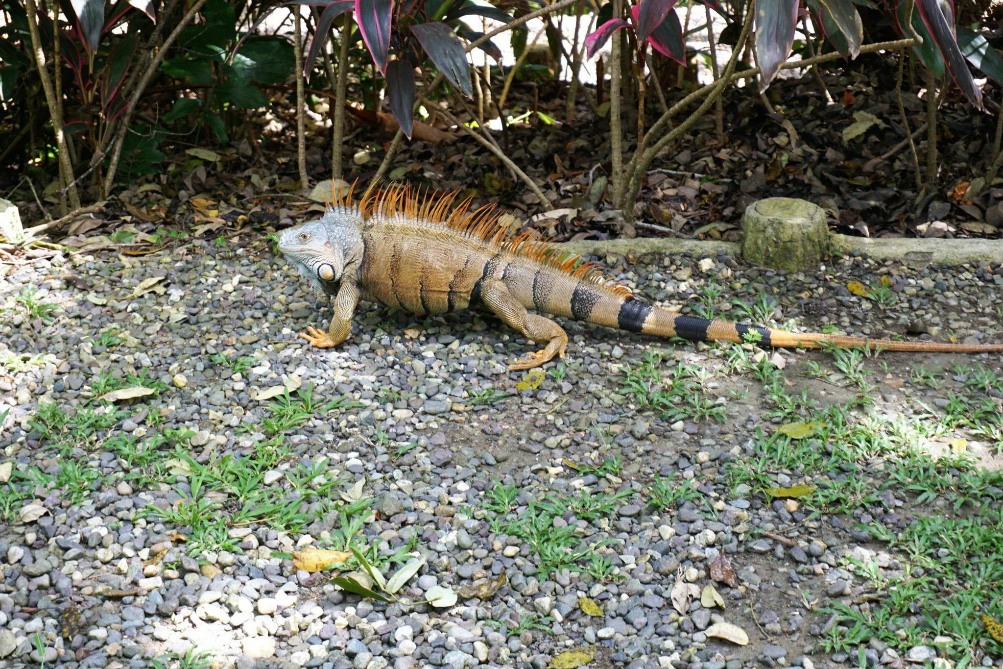 Roatán: Gumbalimba Preservation Nature Park and Beach Break – Honduras