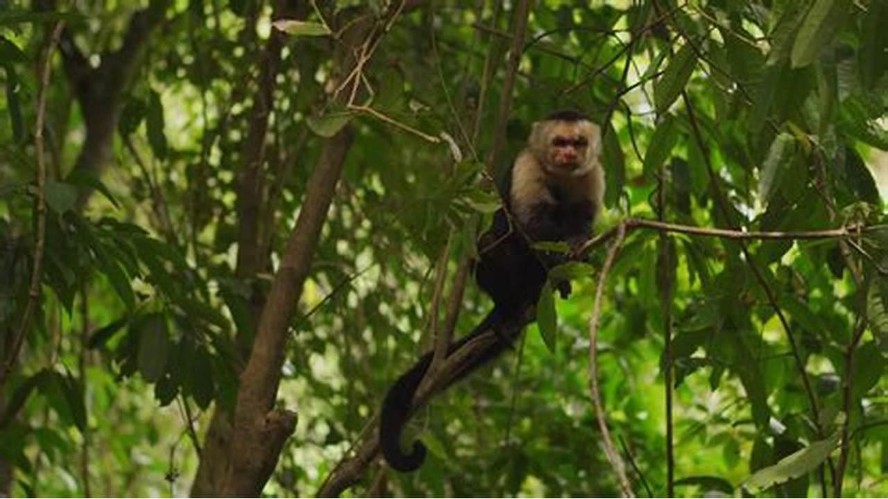 Roatan Horseback Ride with Wildlife Eco-Park and Snorkel – Honduras