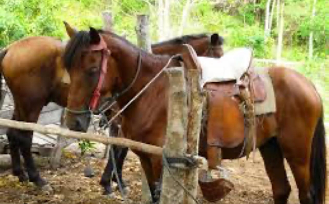 Roatan Horseback Riding Tour + Beach – Honduras