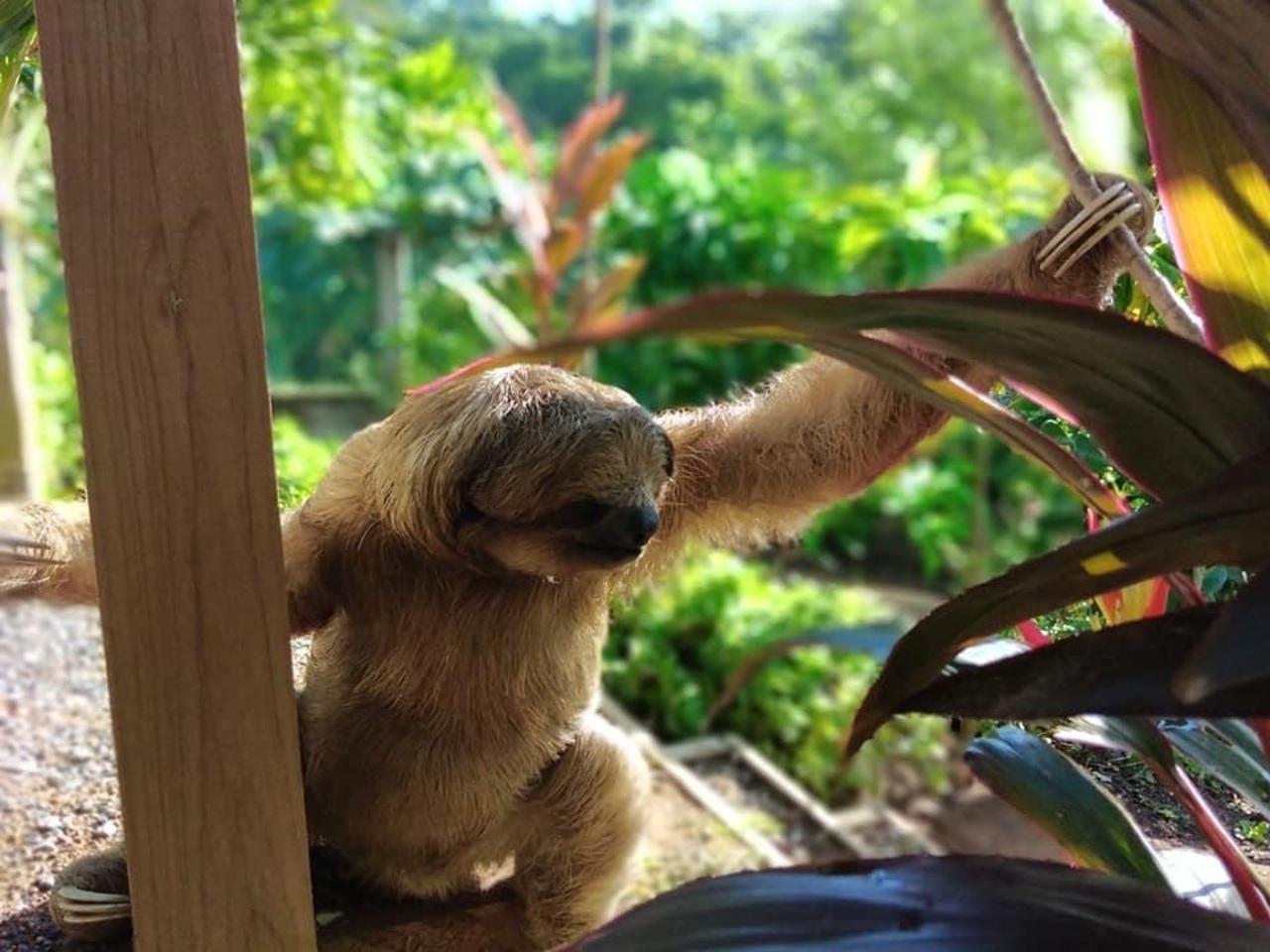 Roatán: Monkey and Sloth Sanctuary Tour – Honduras