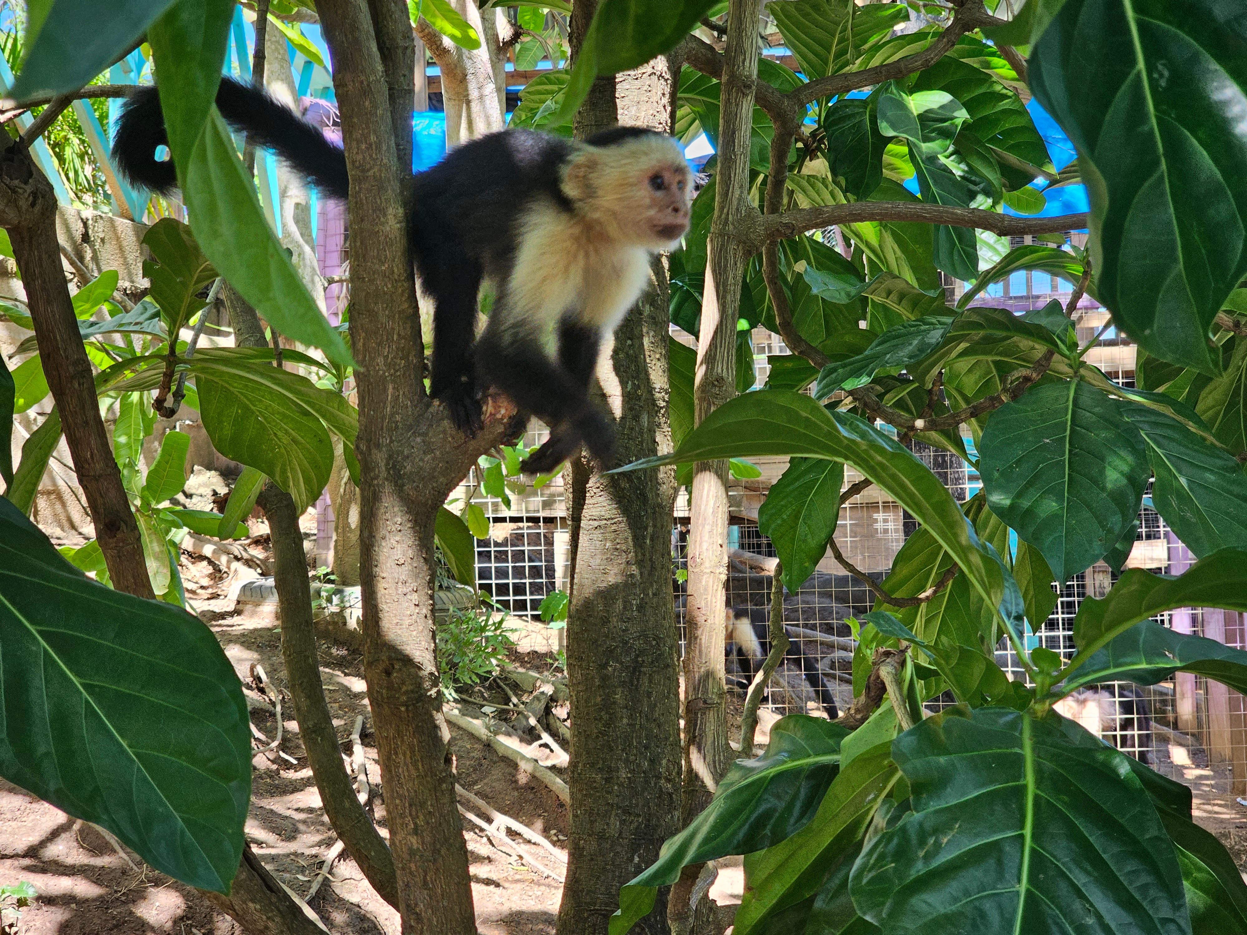 Roatan Monkey and Sloth Shore Excursion and Snorkel – Honduras