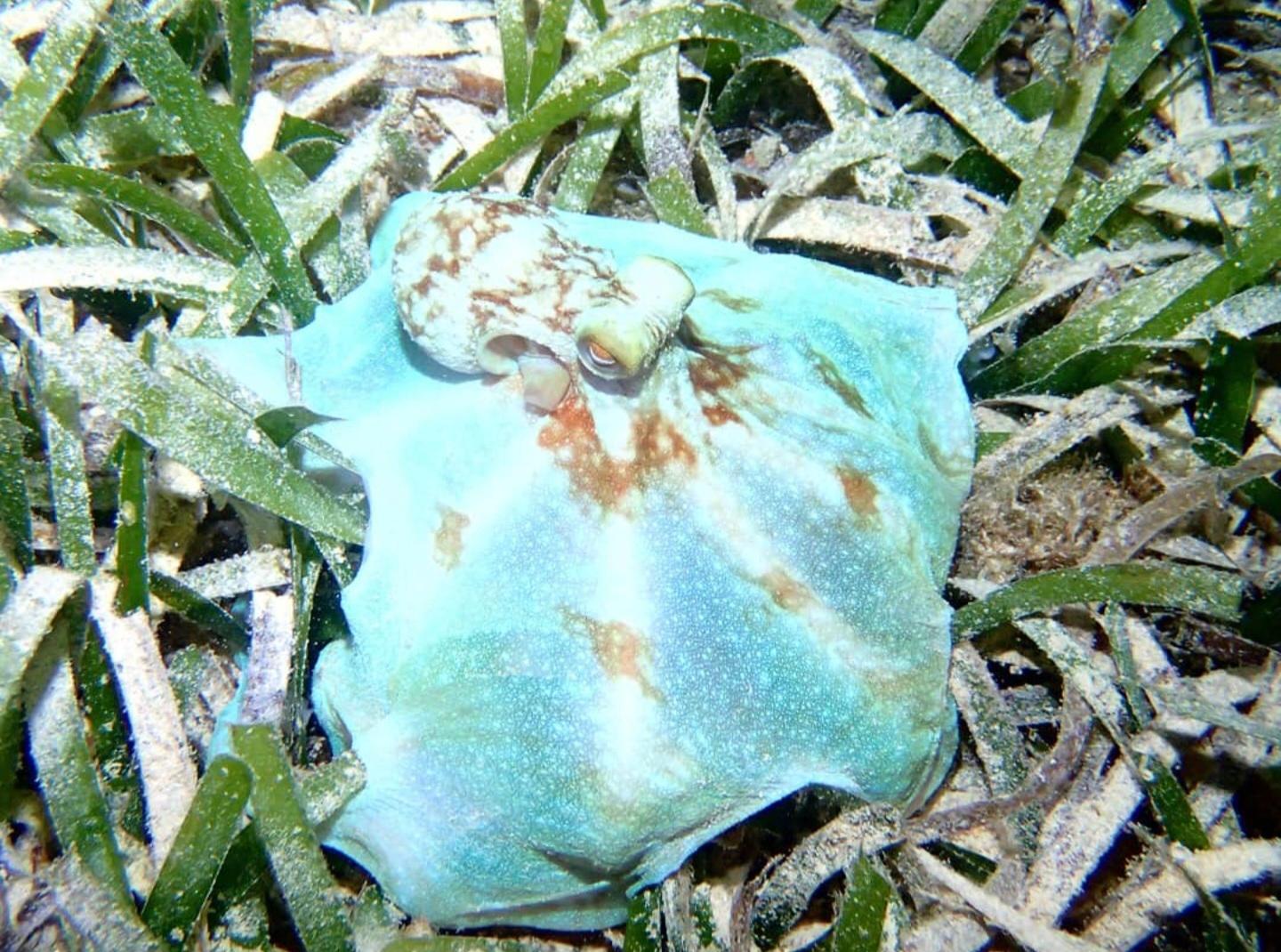 Roatan: Night Snorkel Adventure – Honduras