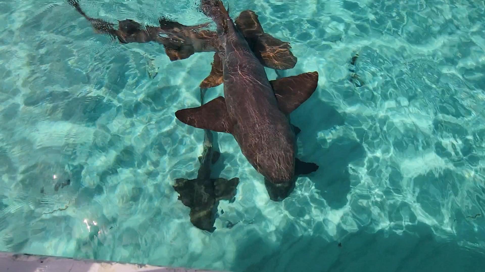 “Roatan: Pigeon Cay Nurse Shark Encounter – Honduras
